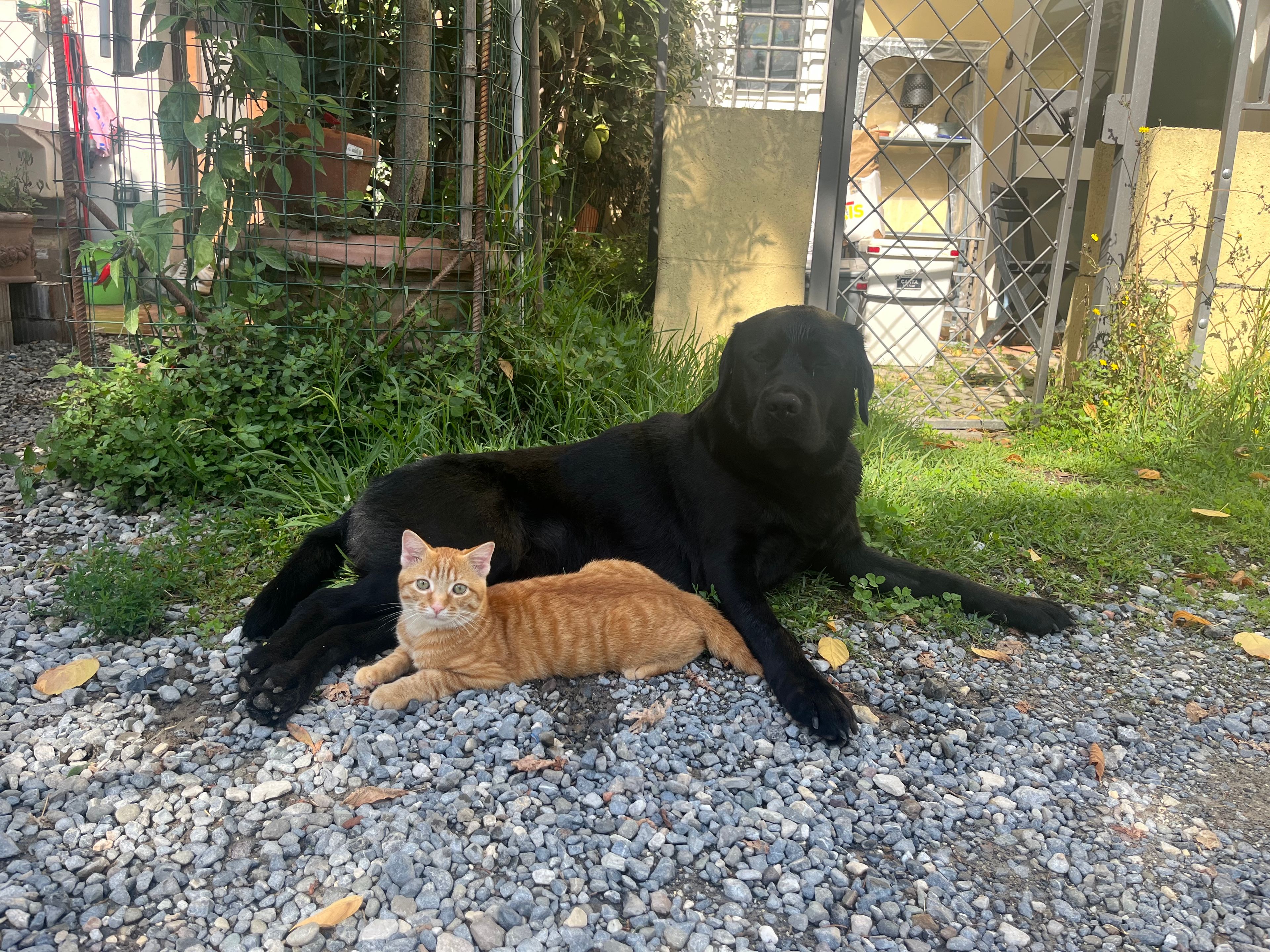 image-11