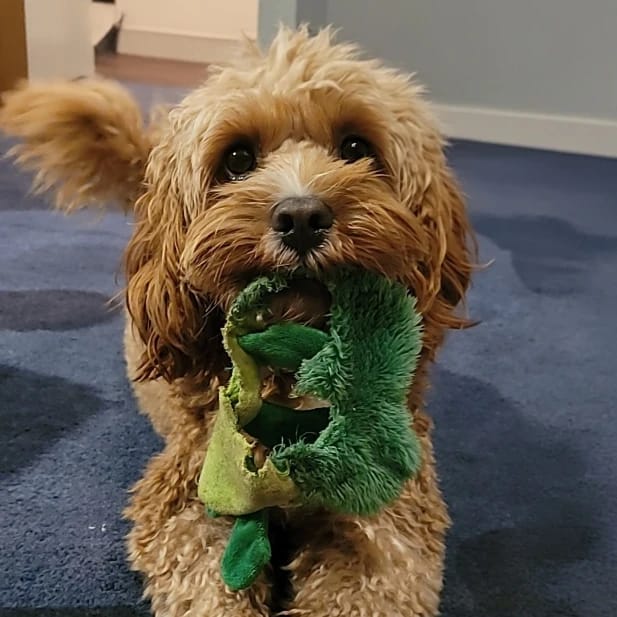 Monty
