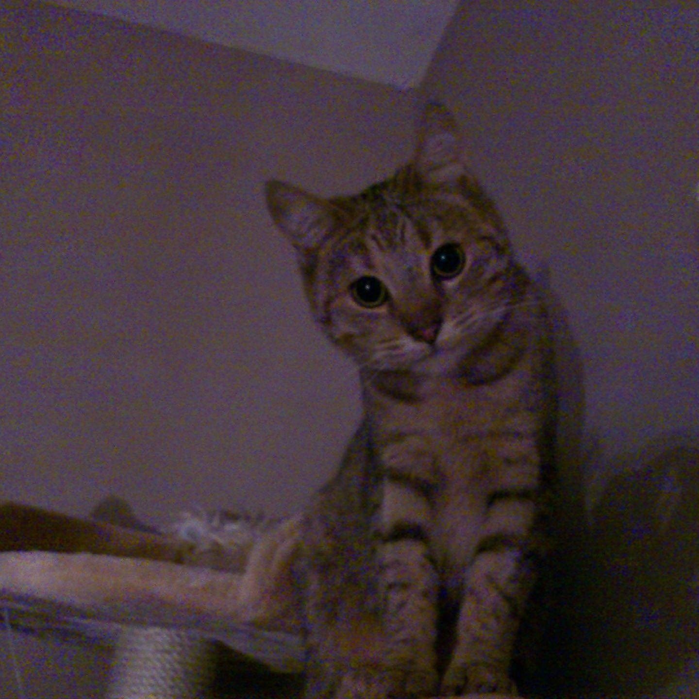 Mia