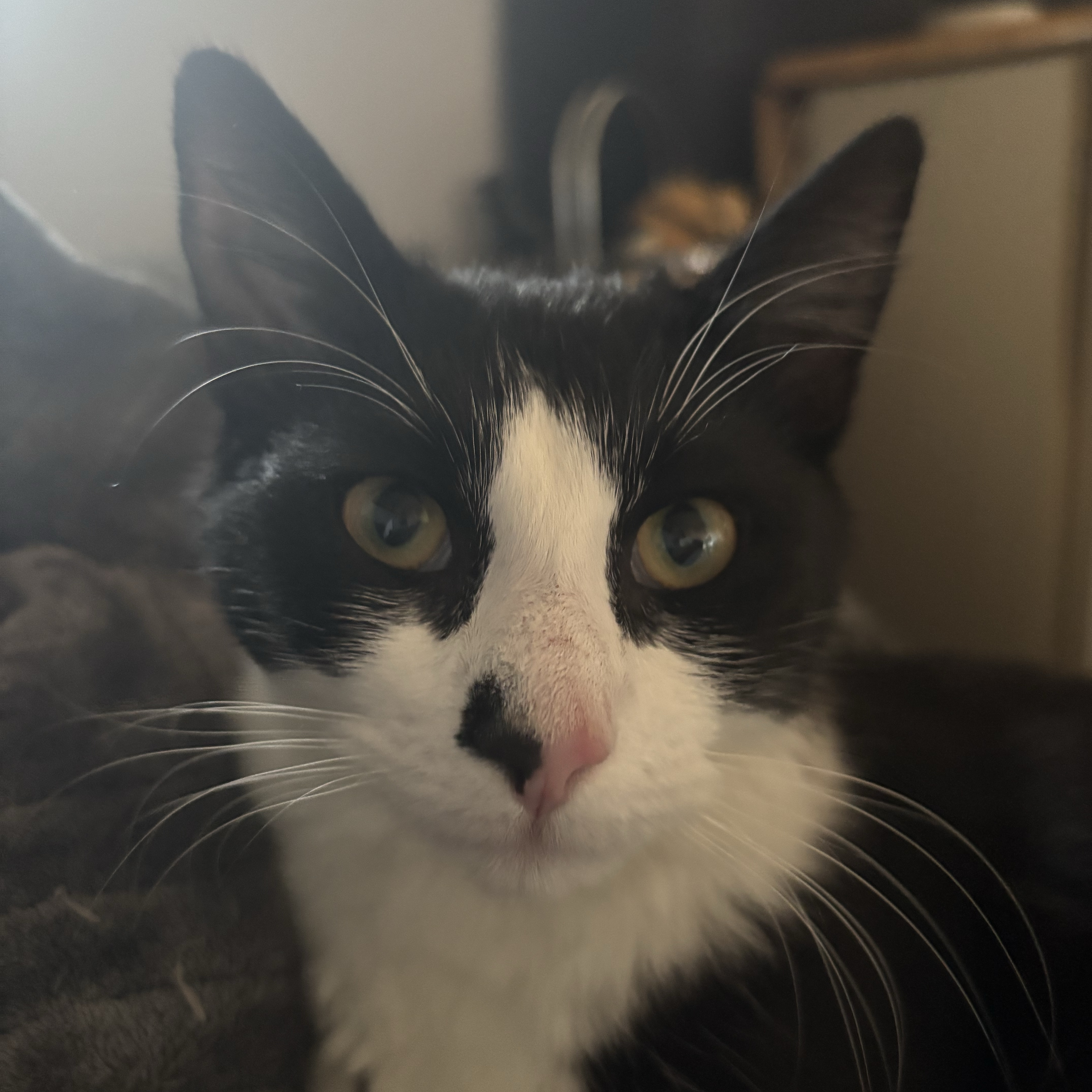 Cooper