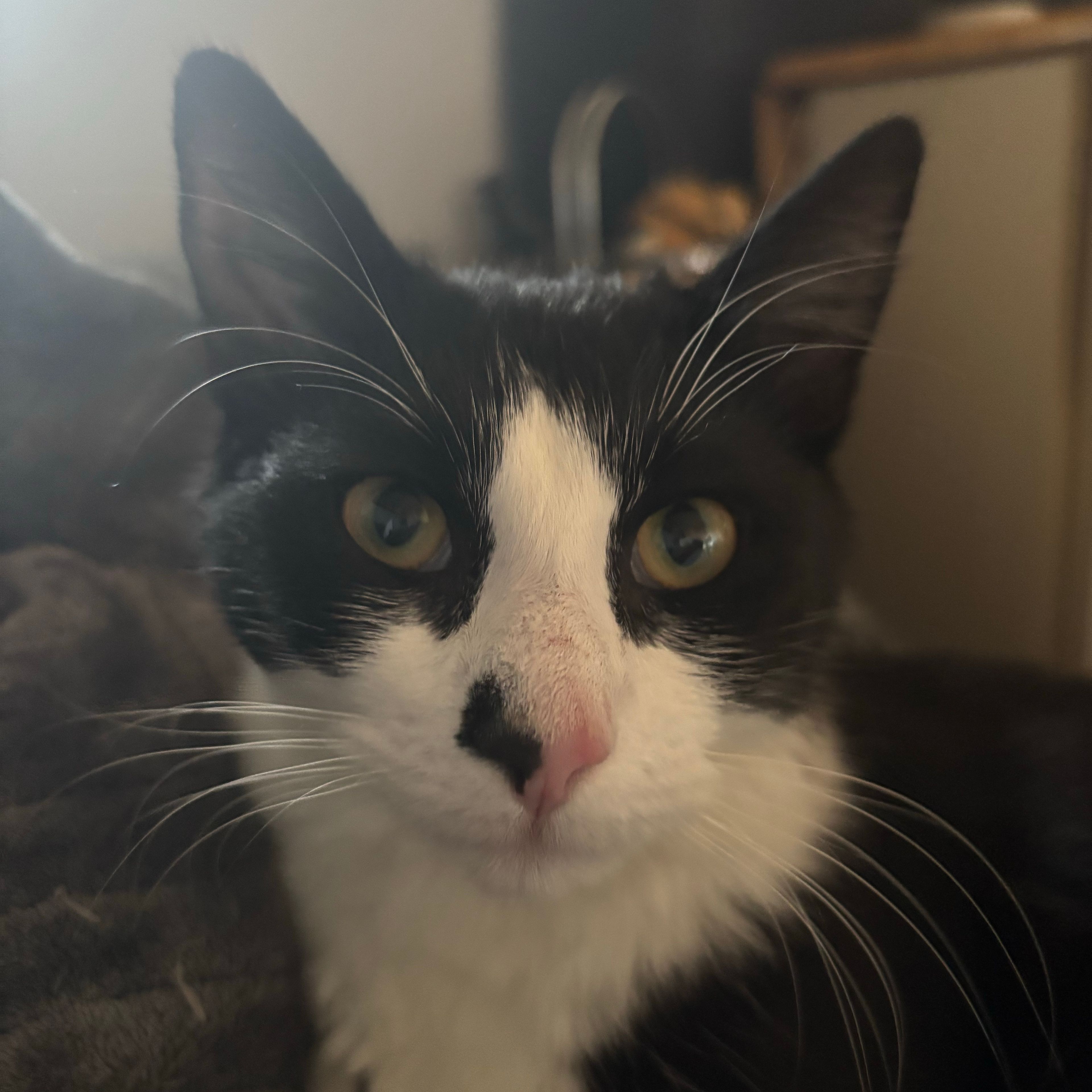 Cooper
