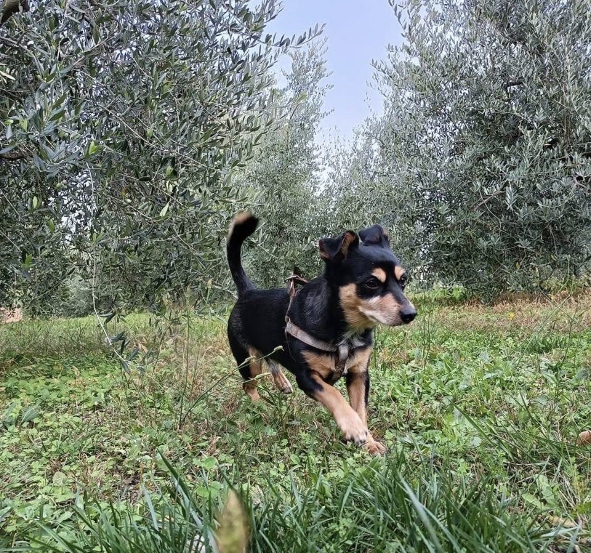 image-7