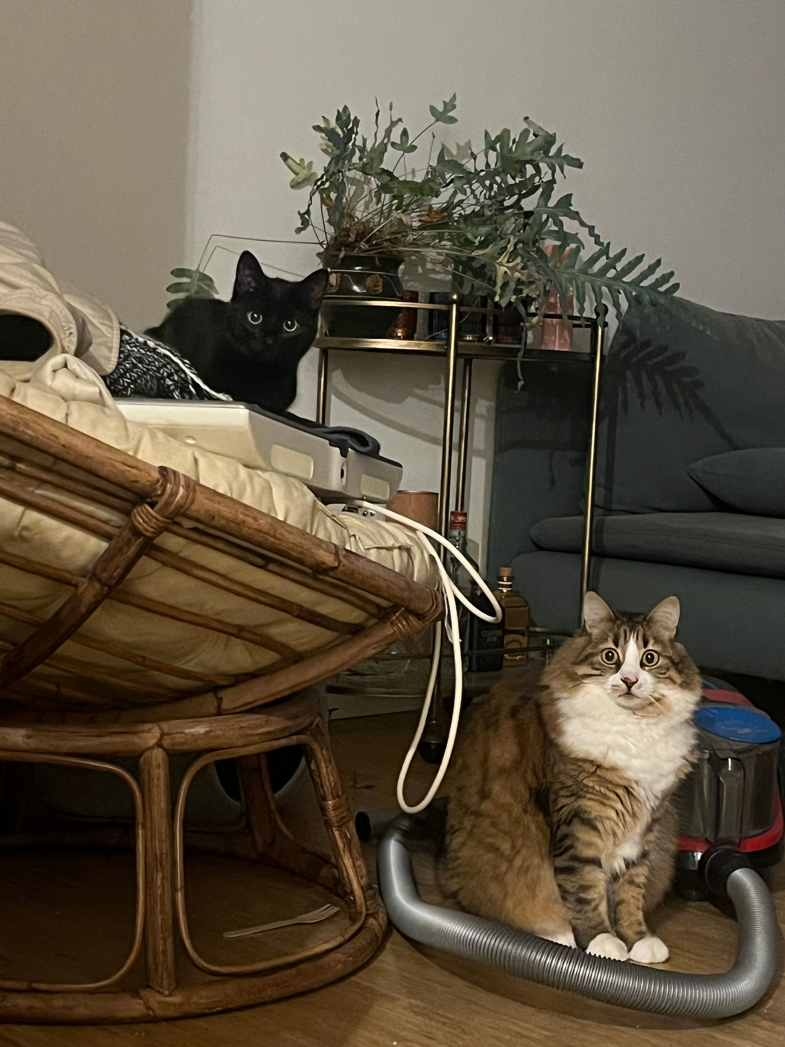 image-11