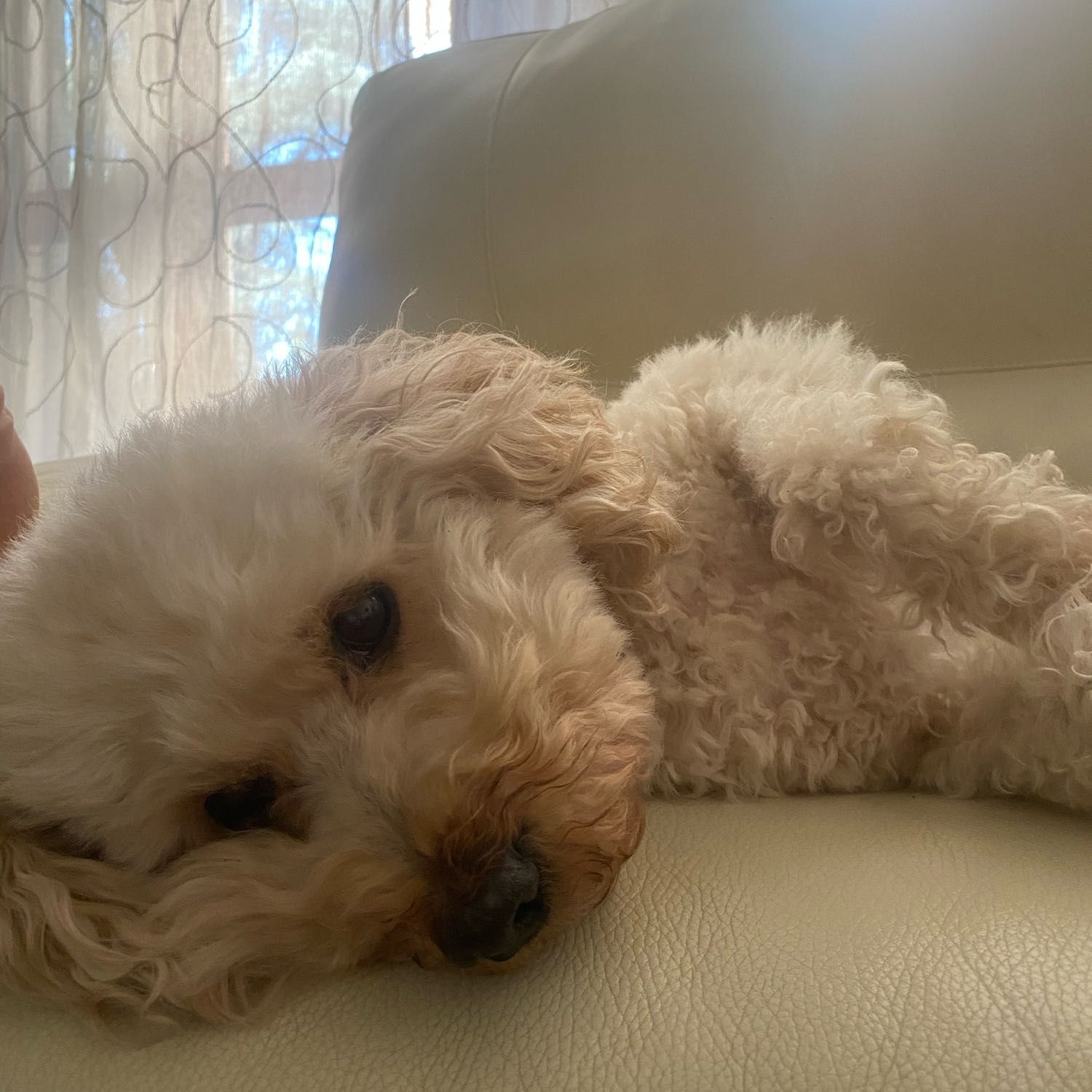 Lola