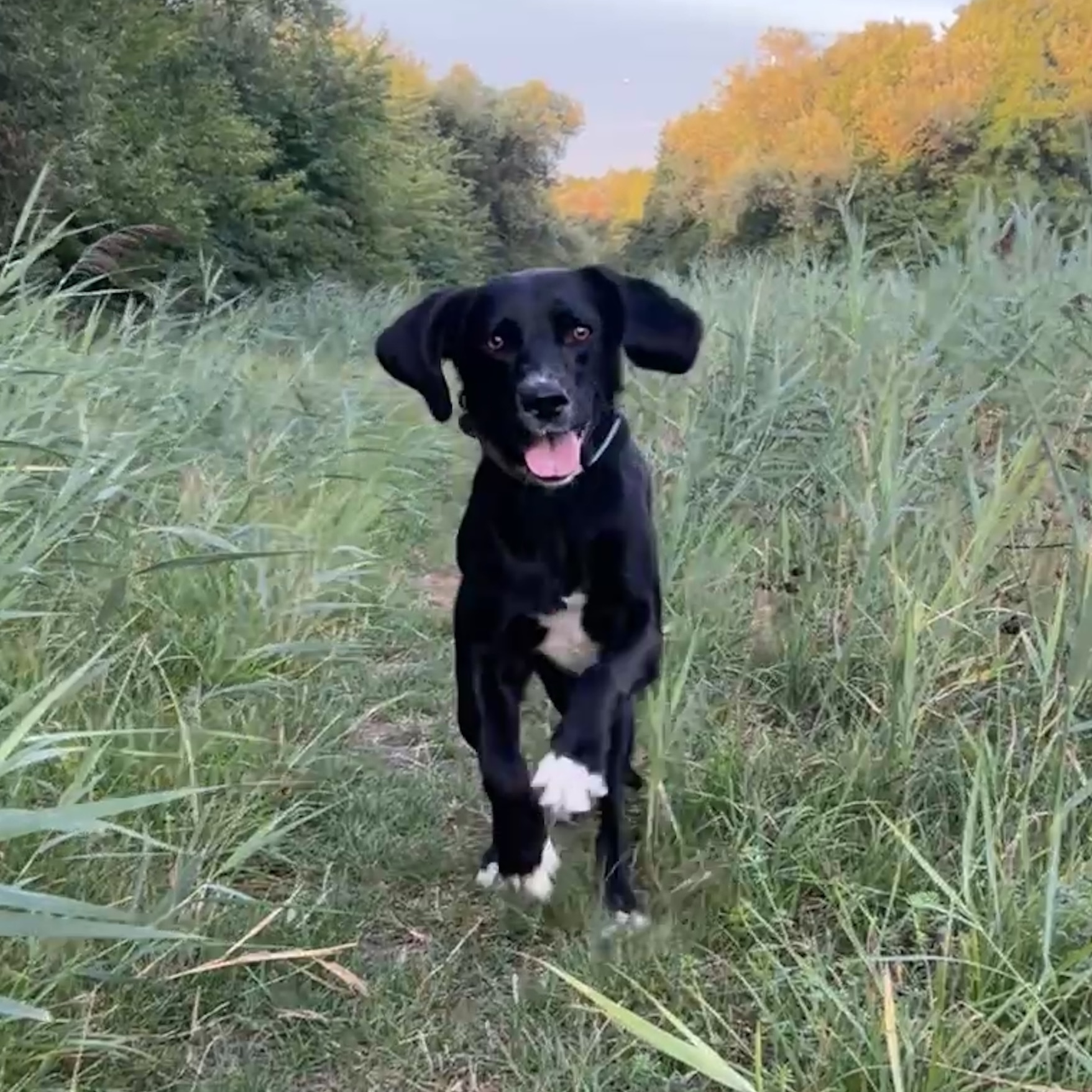 Zula