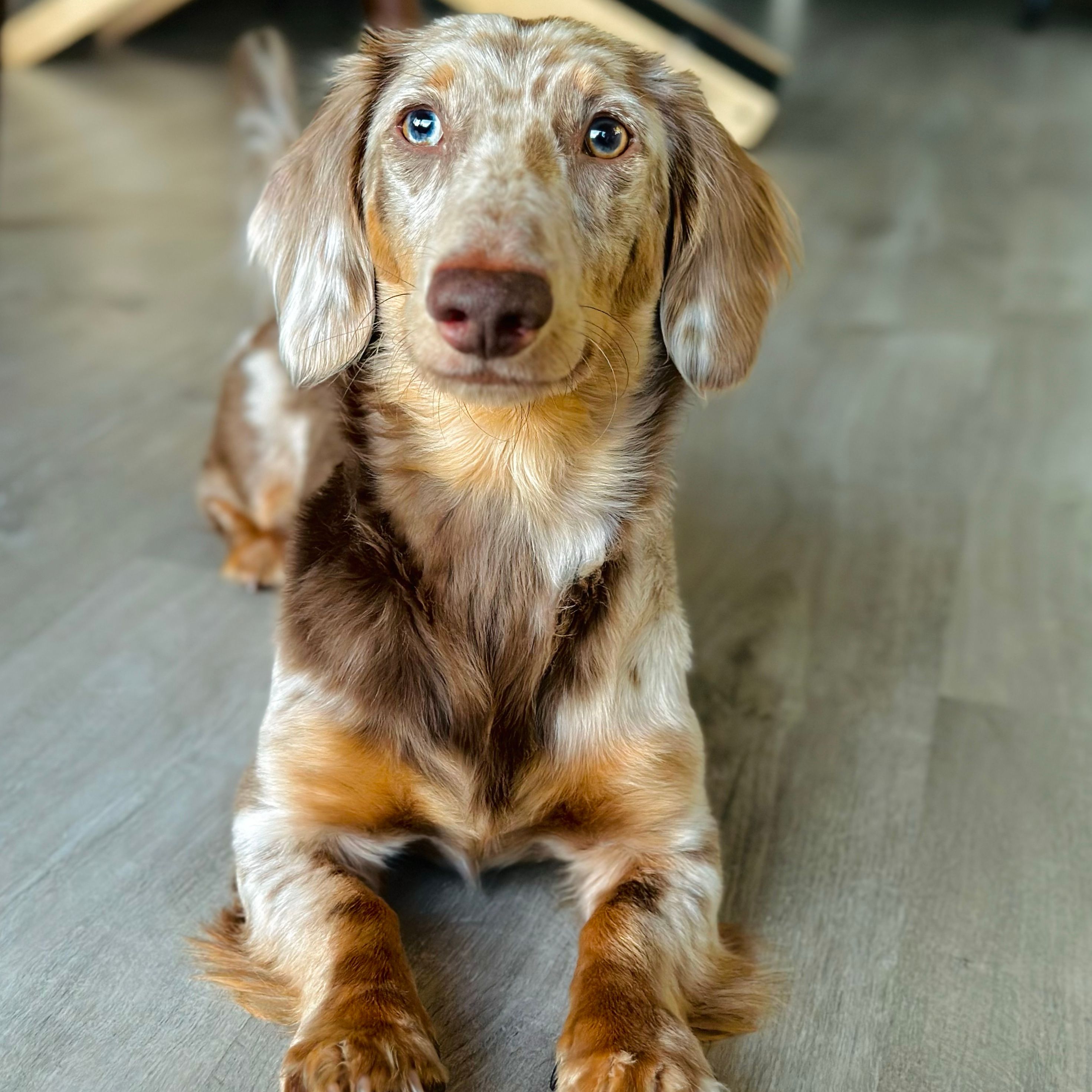 Lucca 🐶