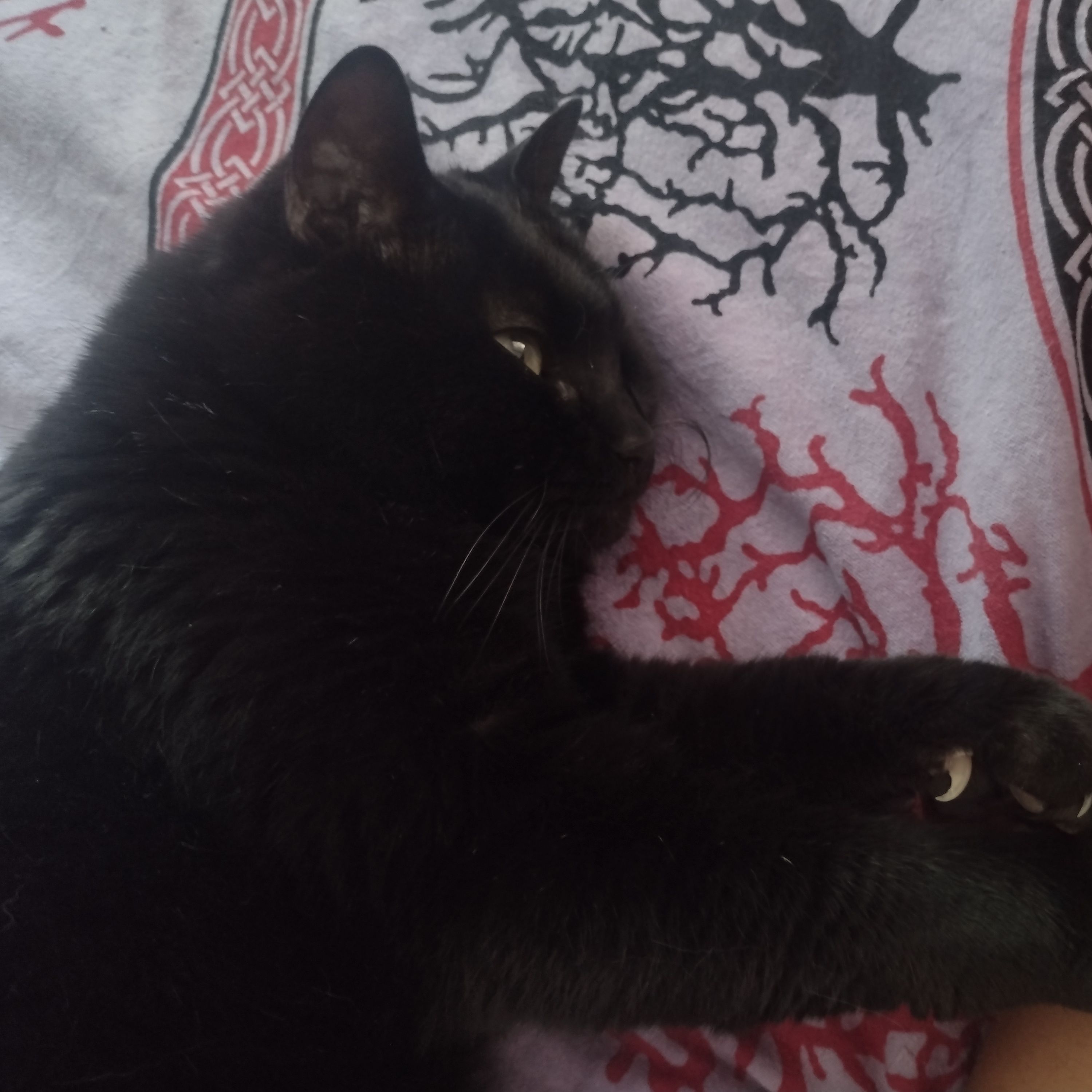 Ciccio 