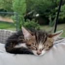 Gus