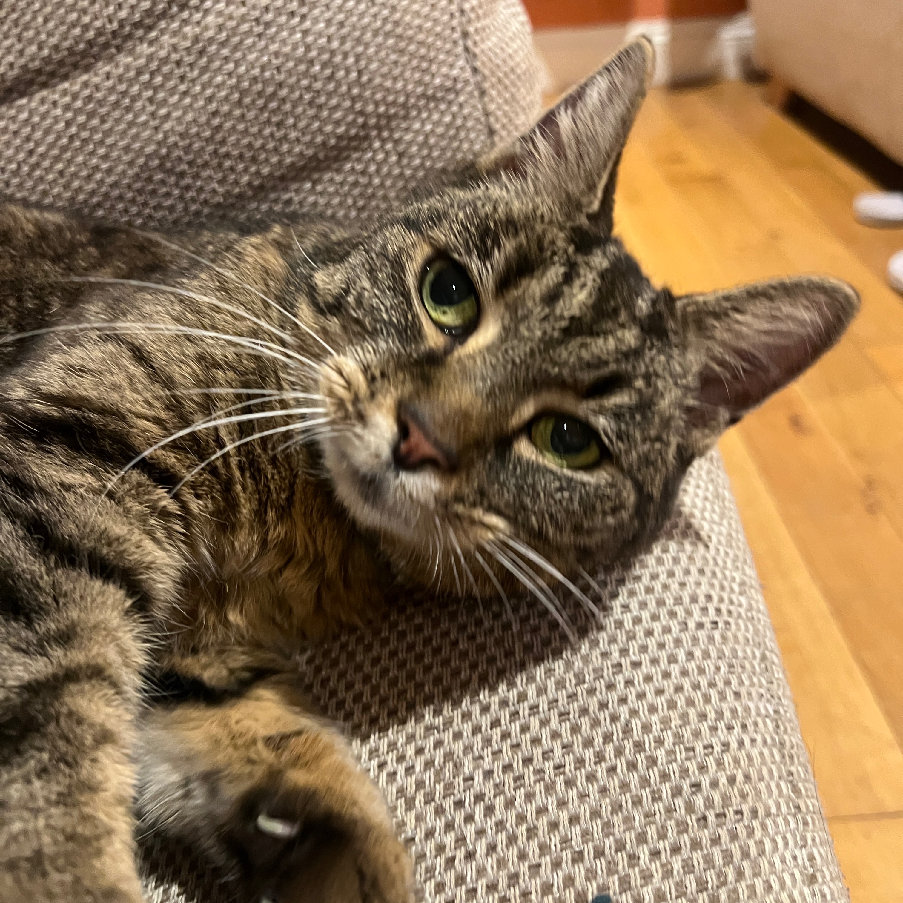 Suki
