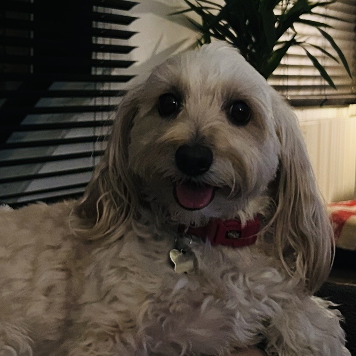Ziggy