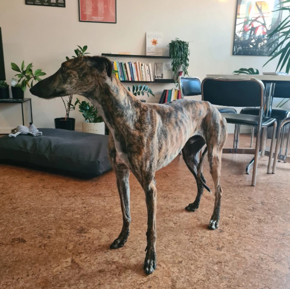 Willy