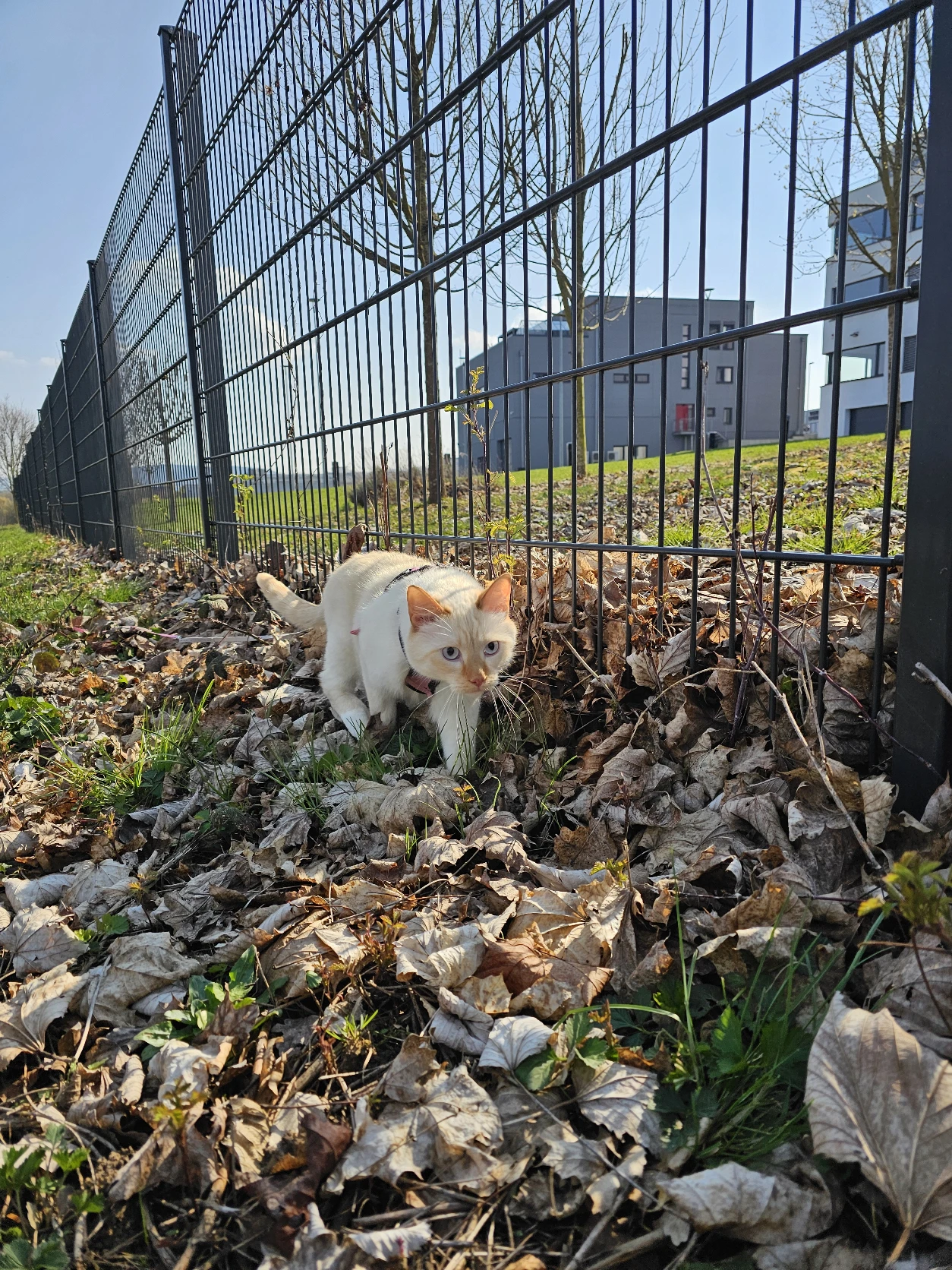 image-9