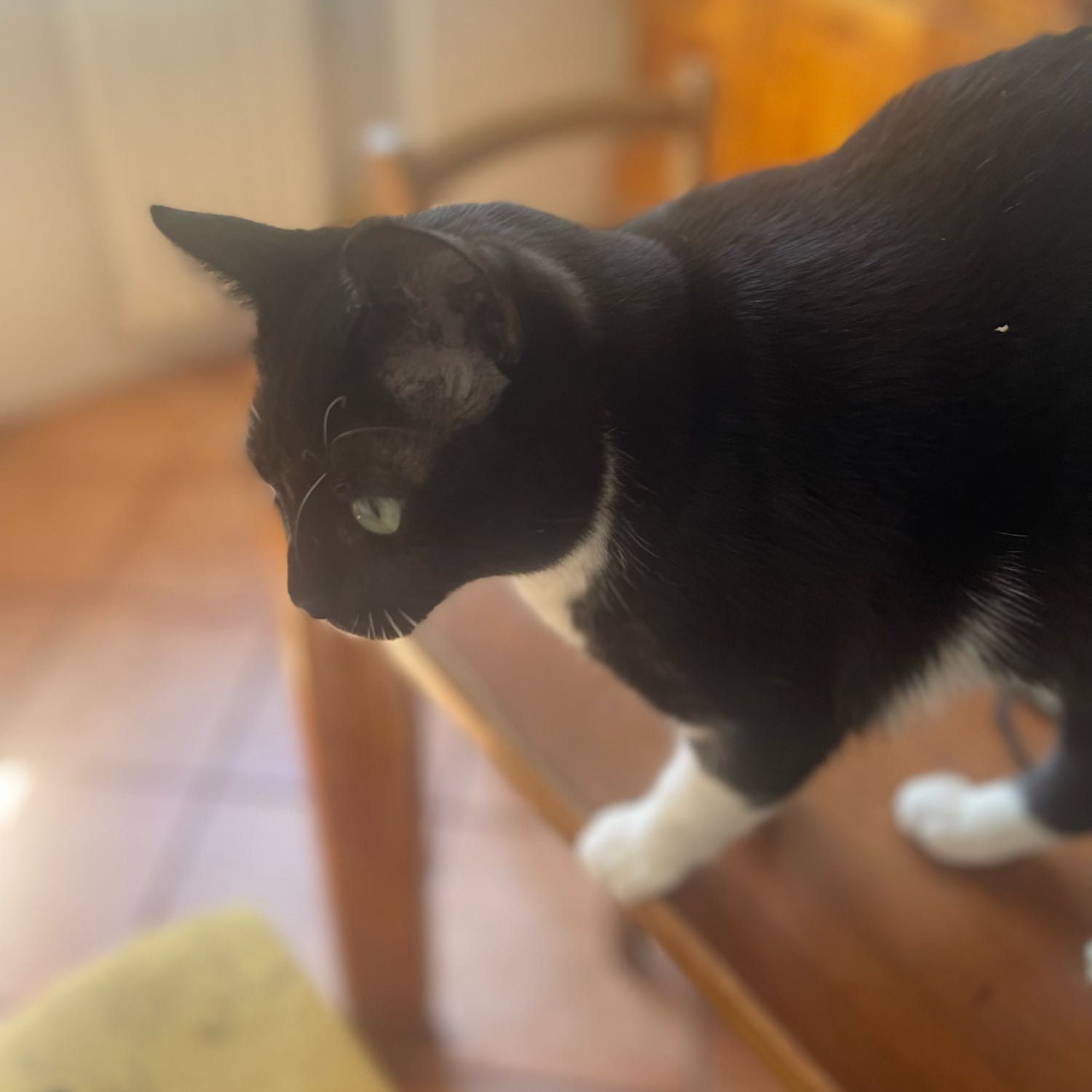 Arturo