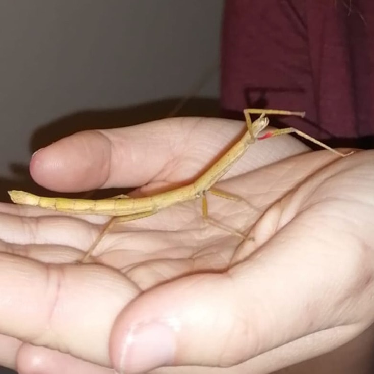 Meraba, Woody, Poekie, Schnukkii en Putzii