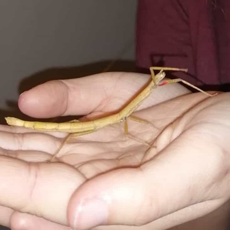 Meraba, Woody, Poekie, Schnukkii en Putzii