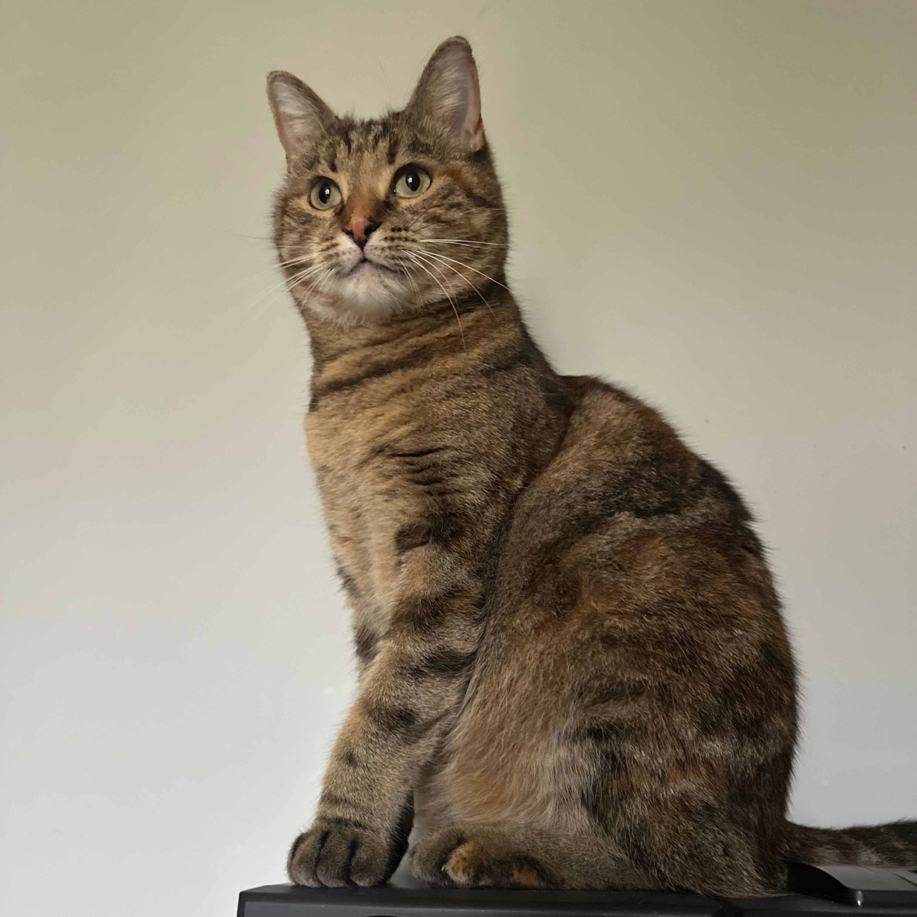Mimi