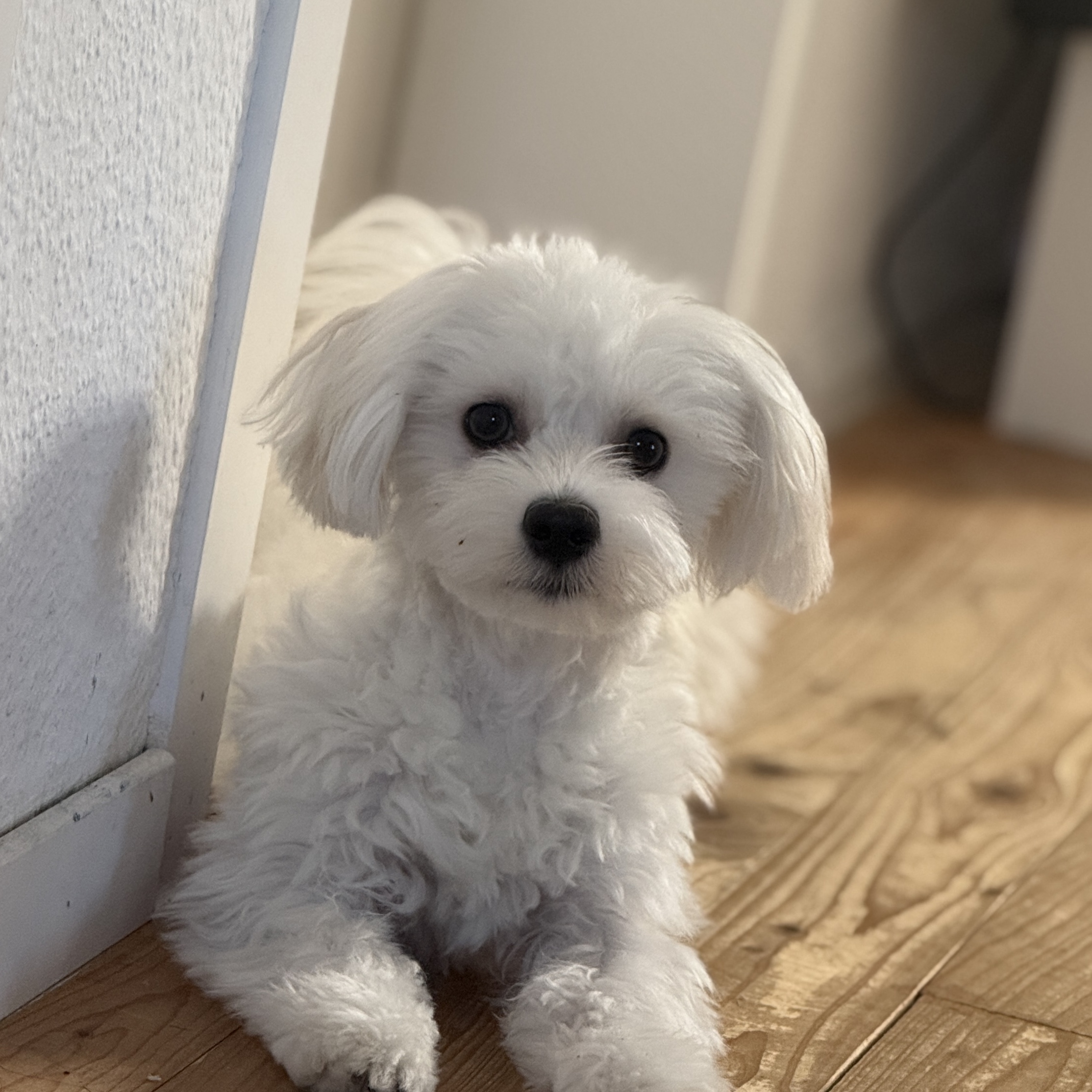 Daisy