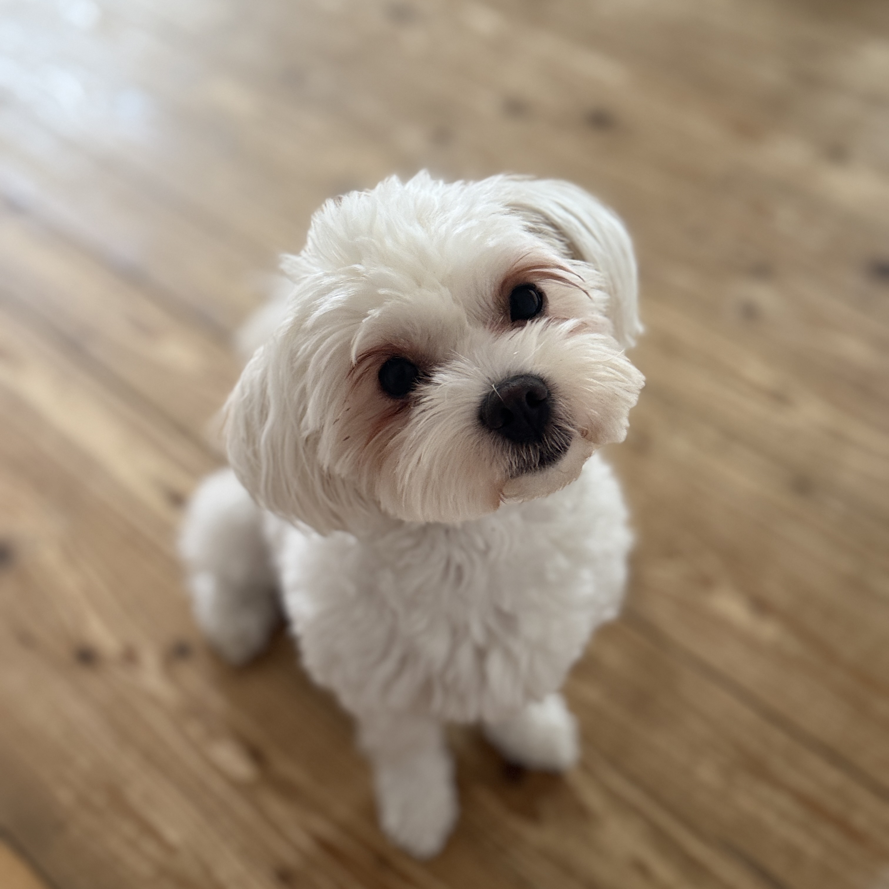 Pixie