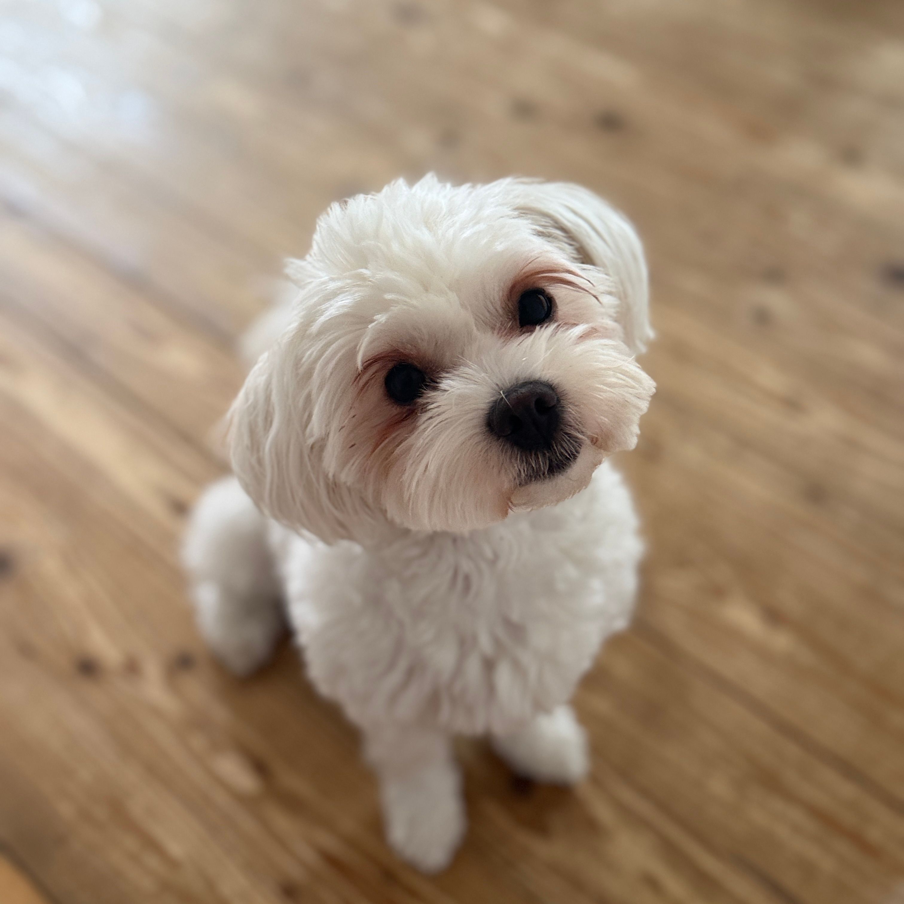 Pixie