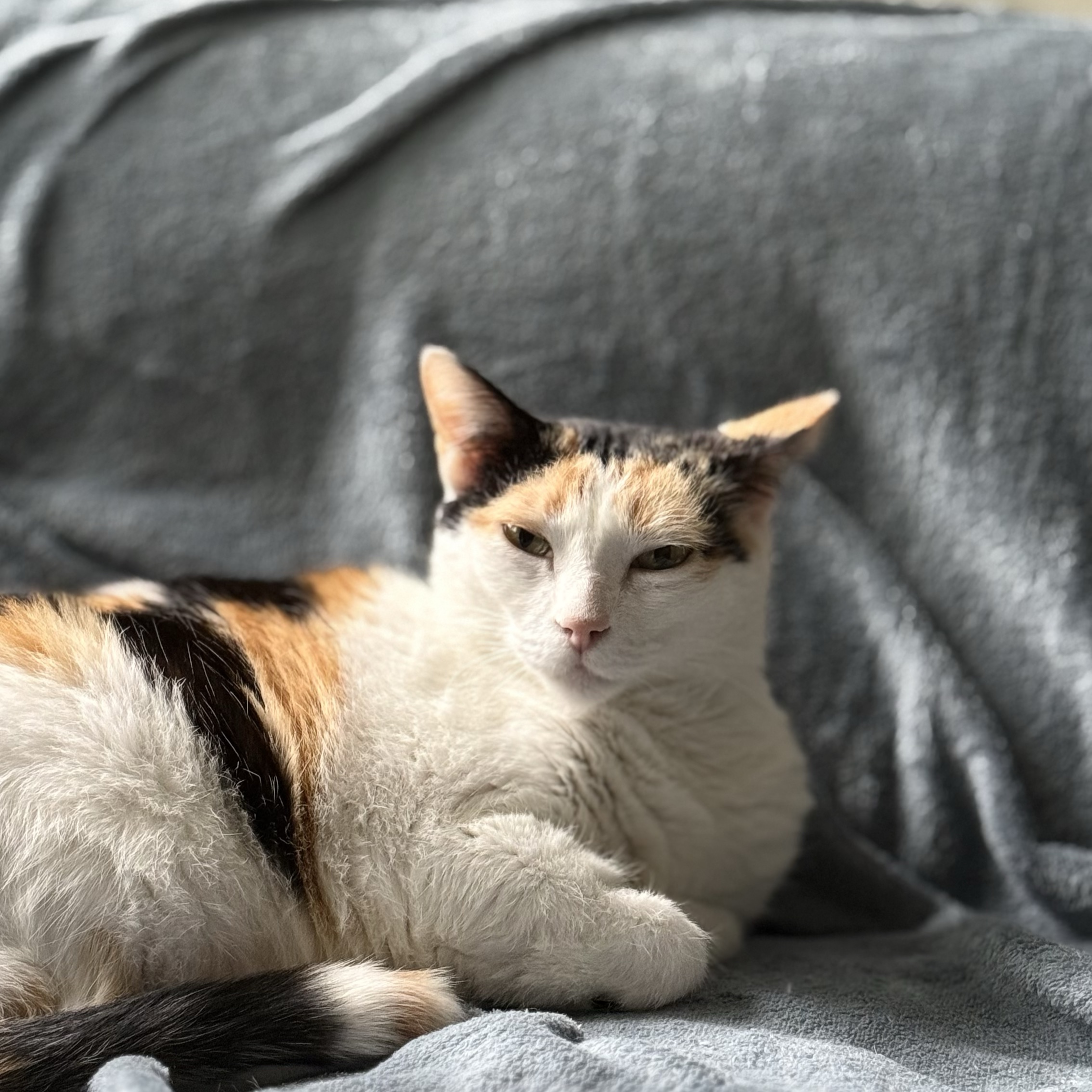 Pili