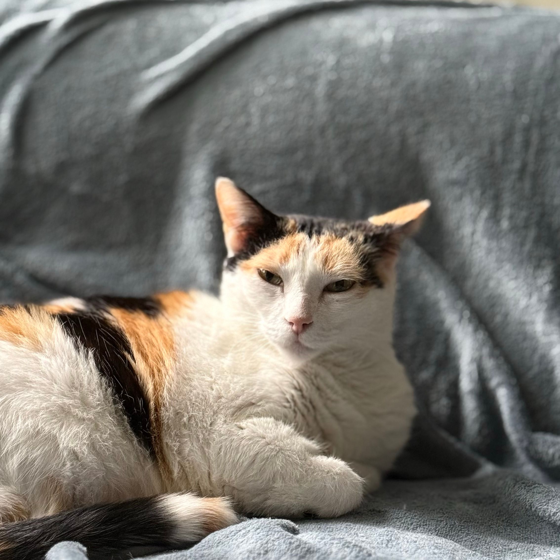 Pili