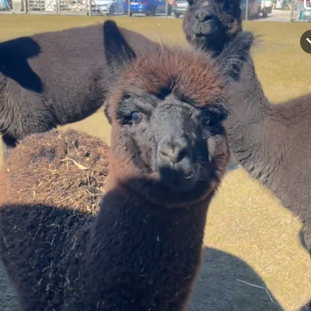 Kleine baby alpaca