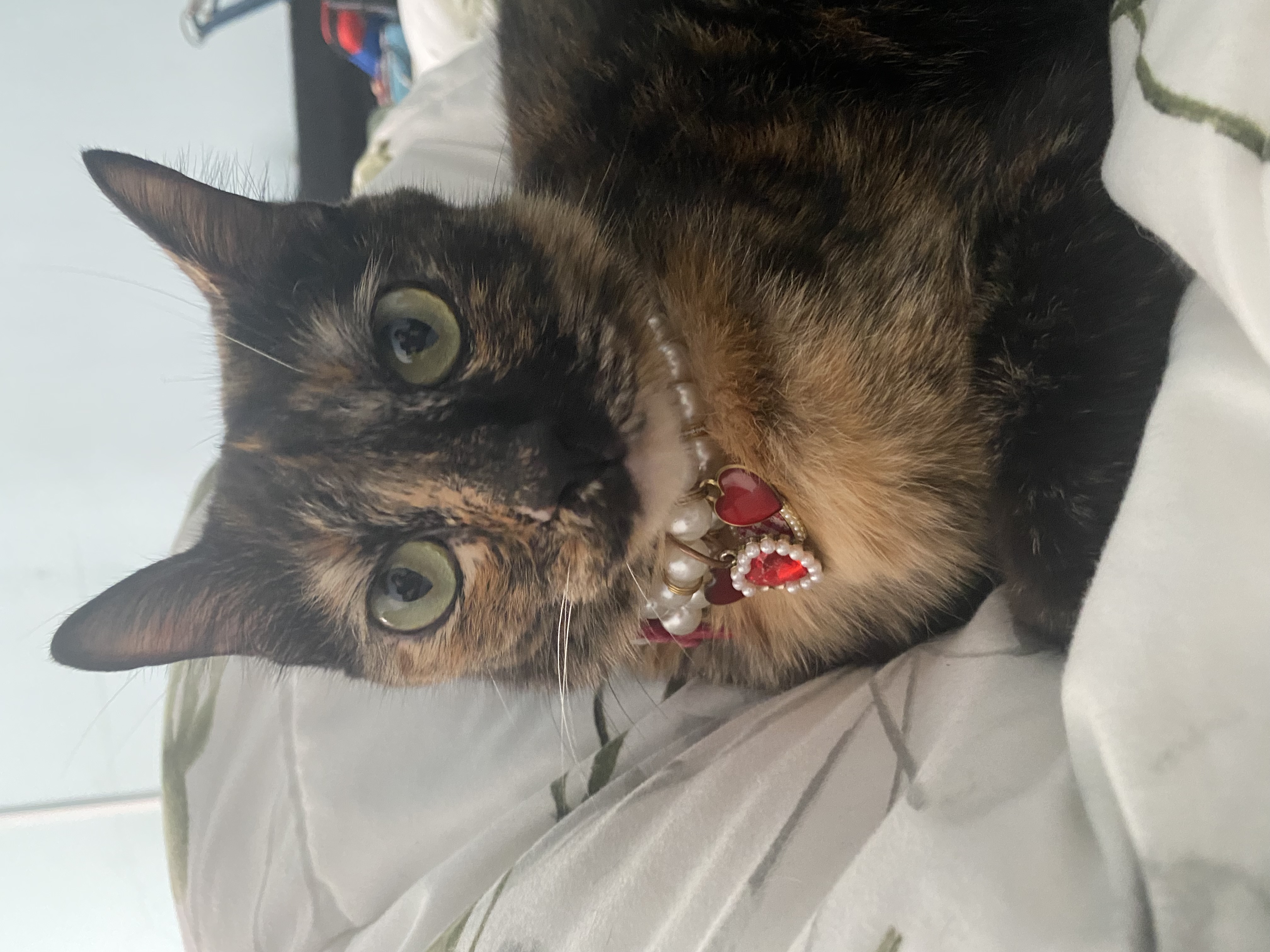 image-6