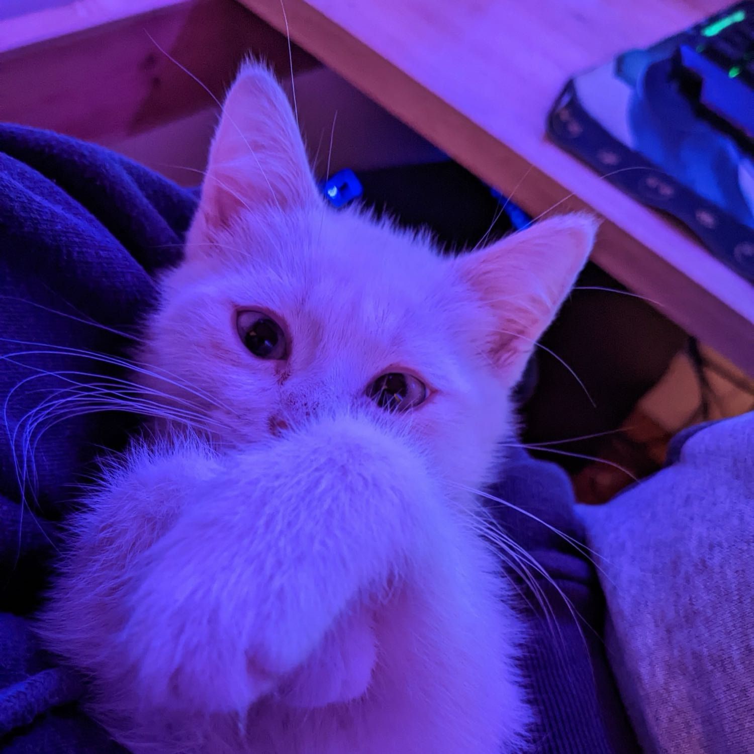 Yuki