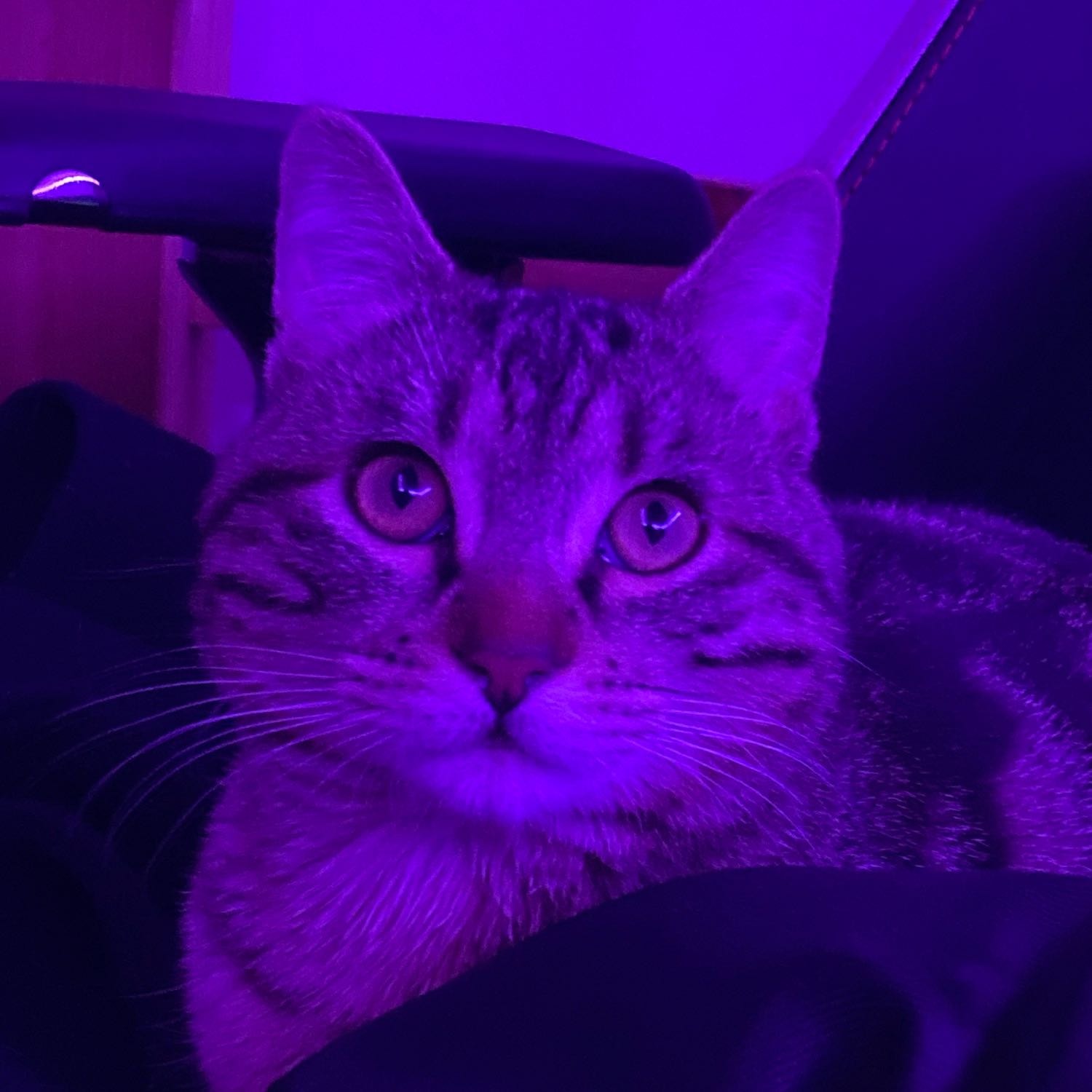 Gigi