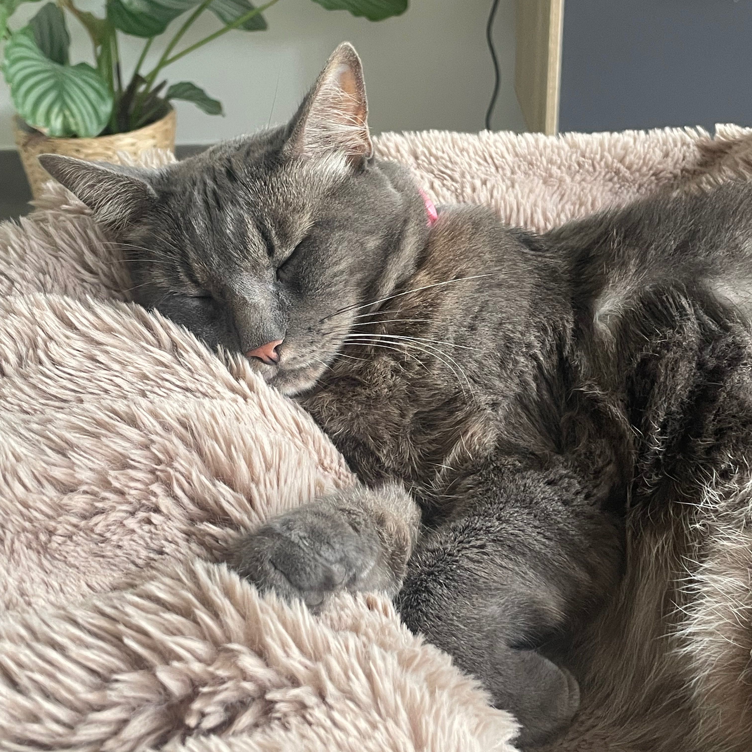 Granite