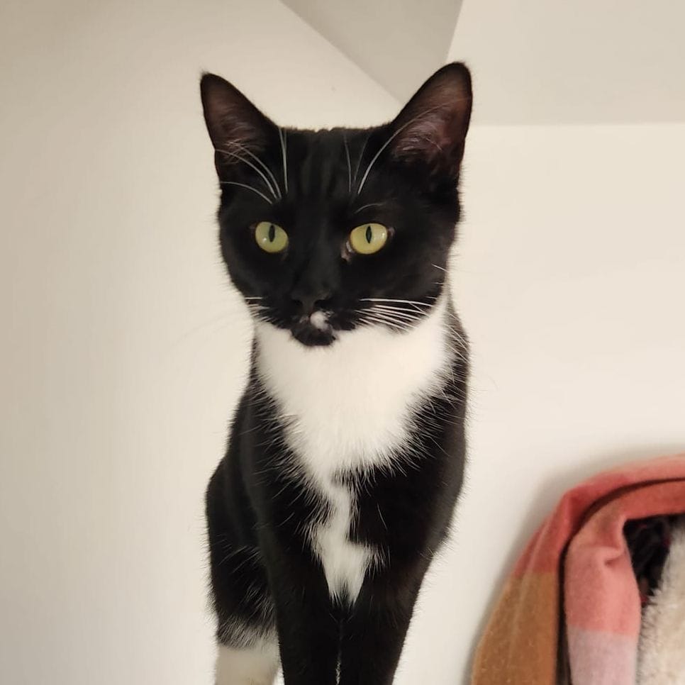Kiko