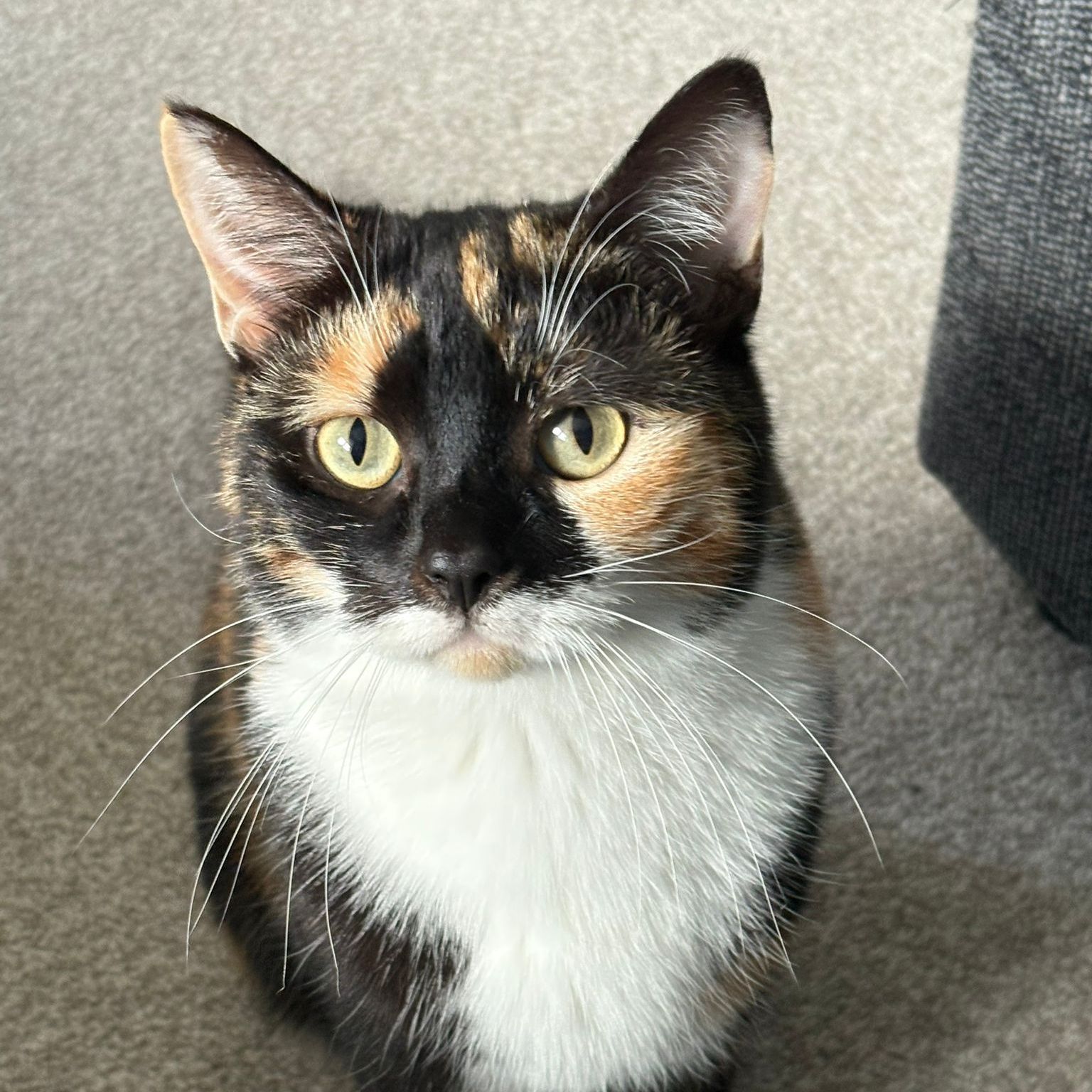 Kimi