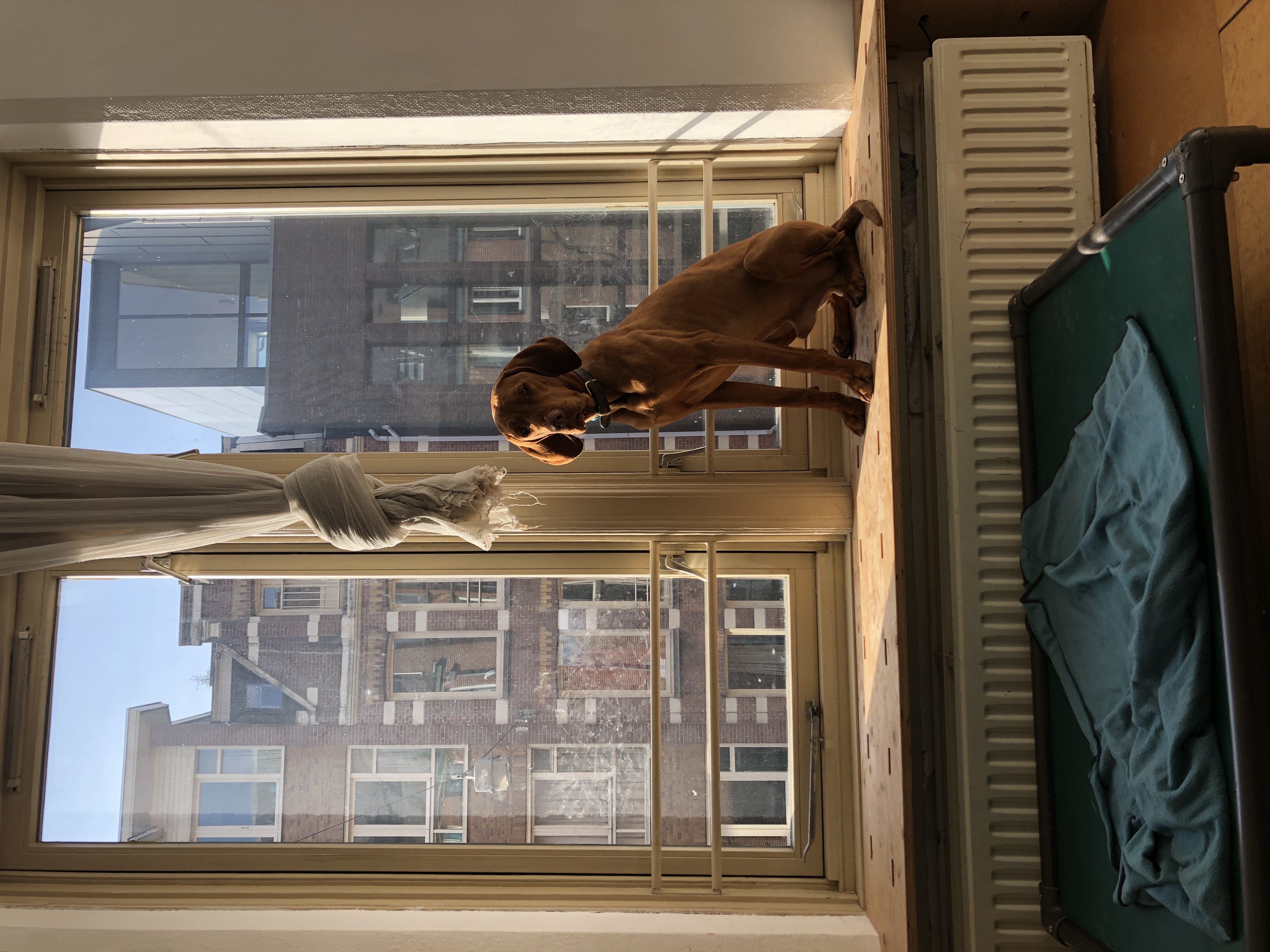image-19