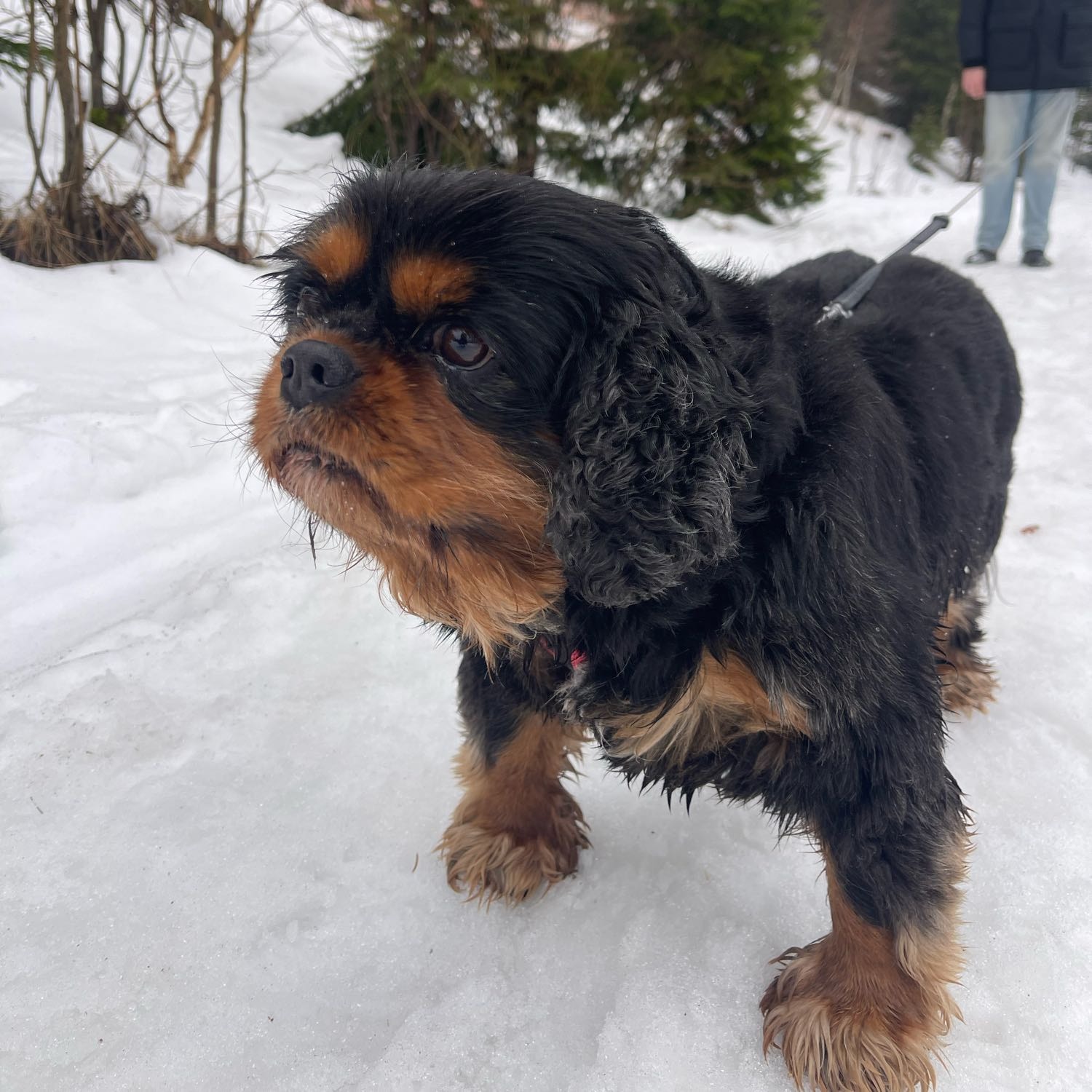 Sammy