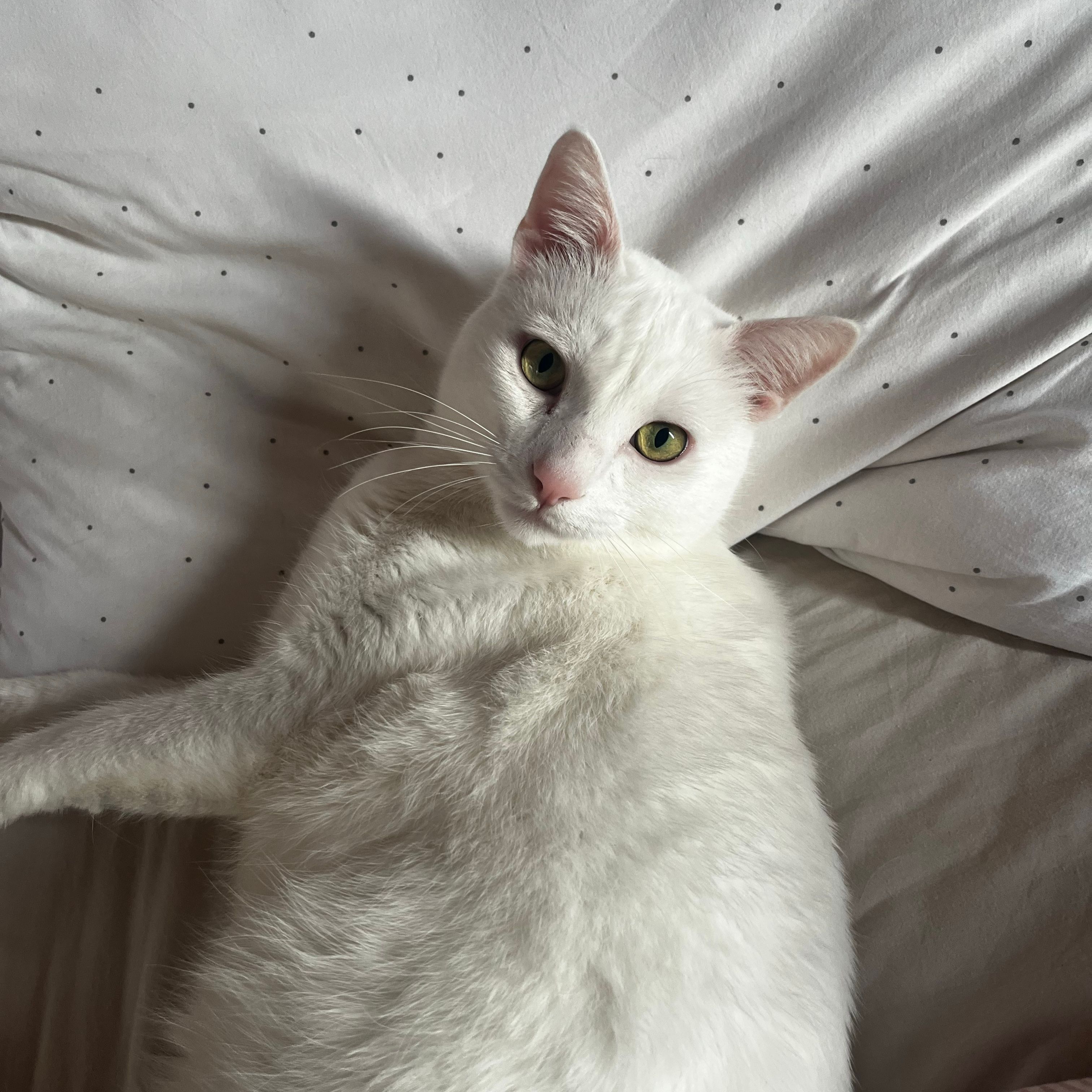 Leo
