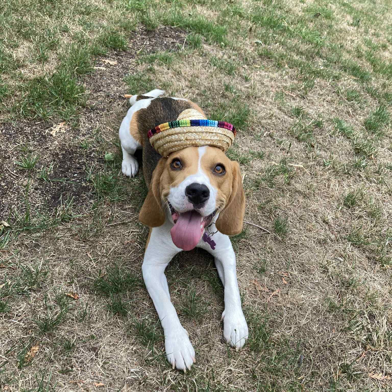 Maya