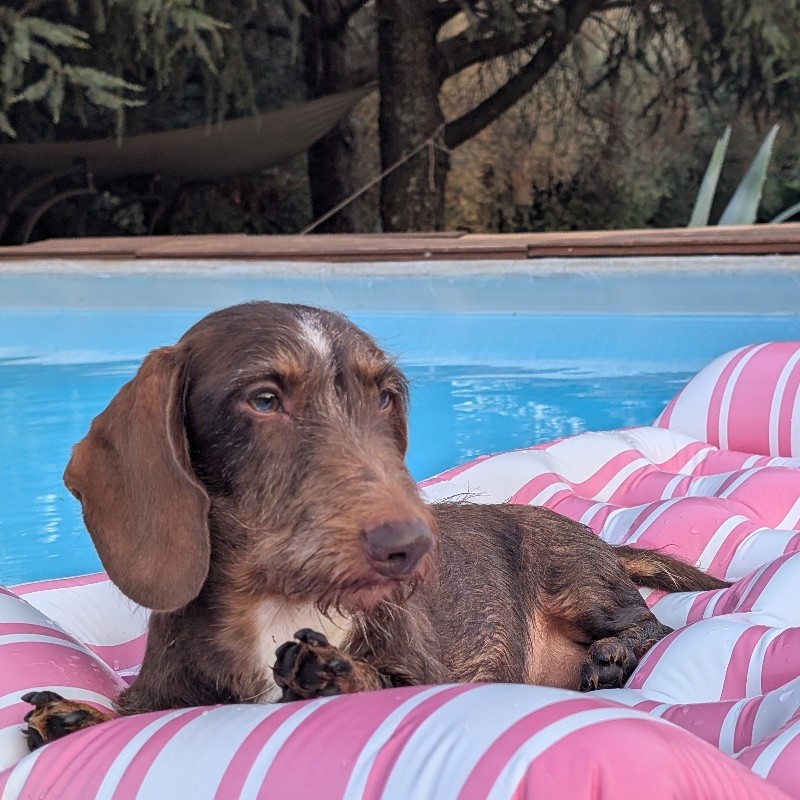 Antonio