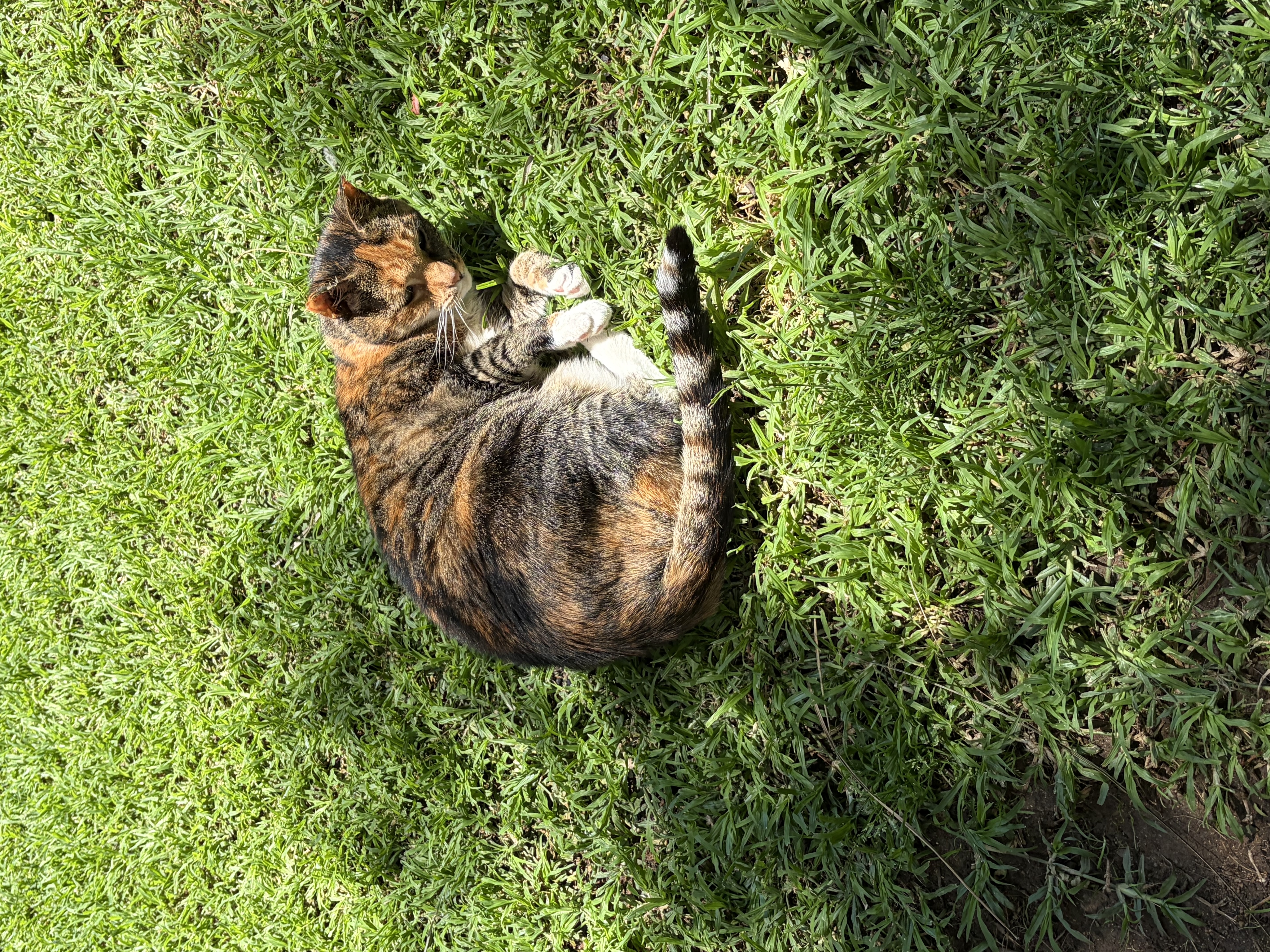 image-7