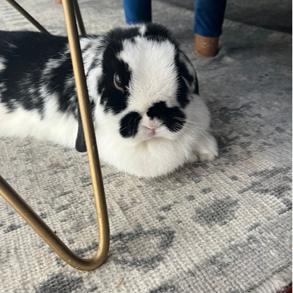 Rosie