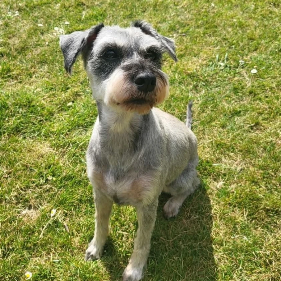 Peggy-Sue