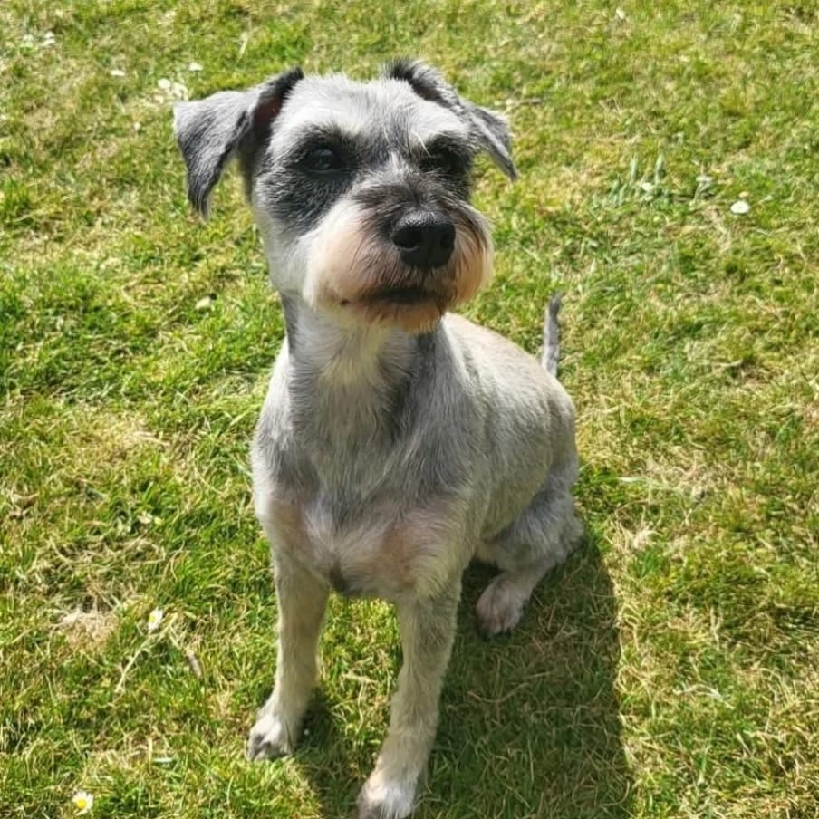 Peggy-Sue