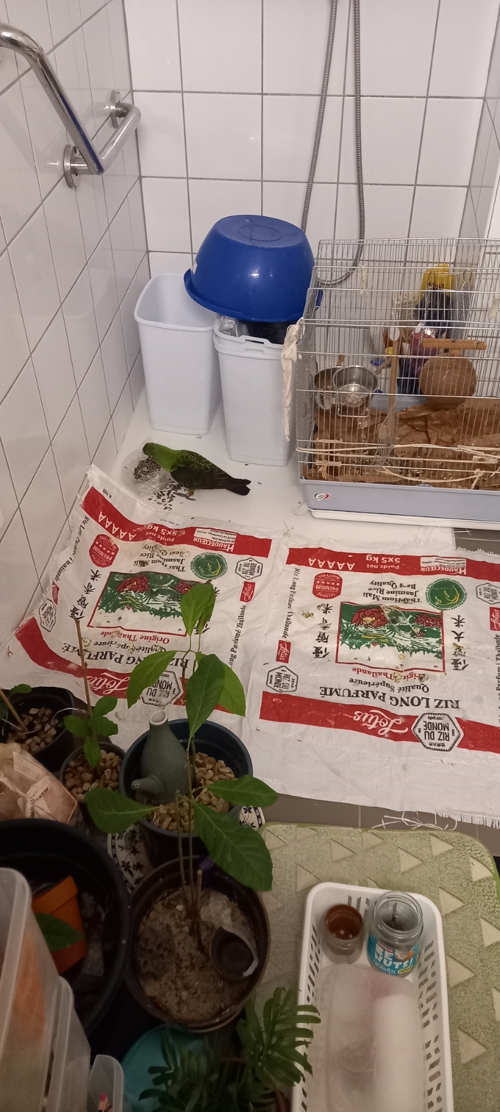 image-7