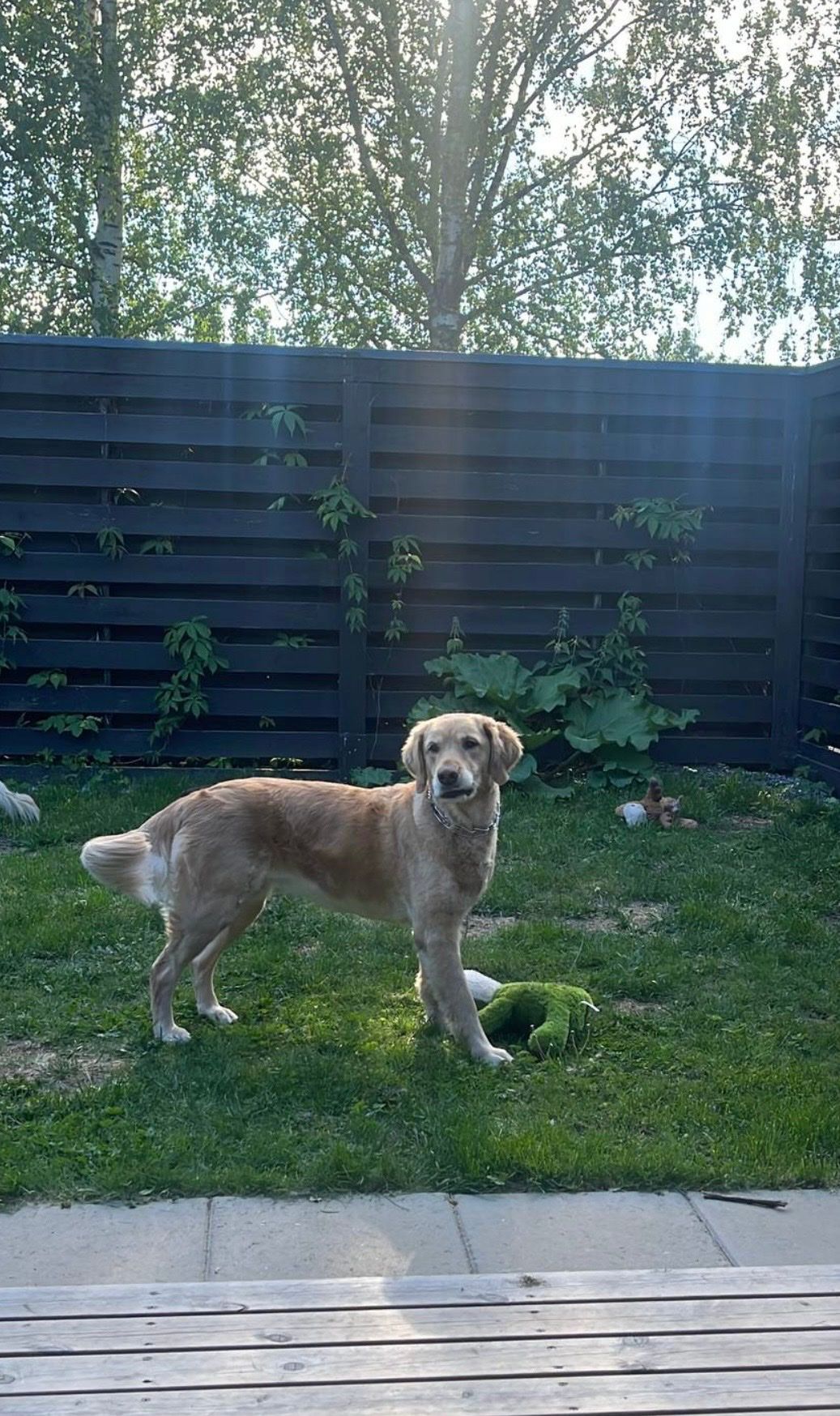 image-11