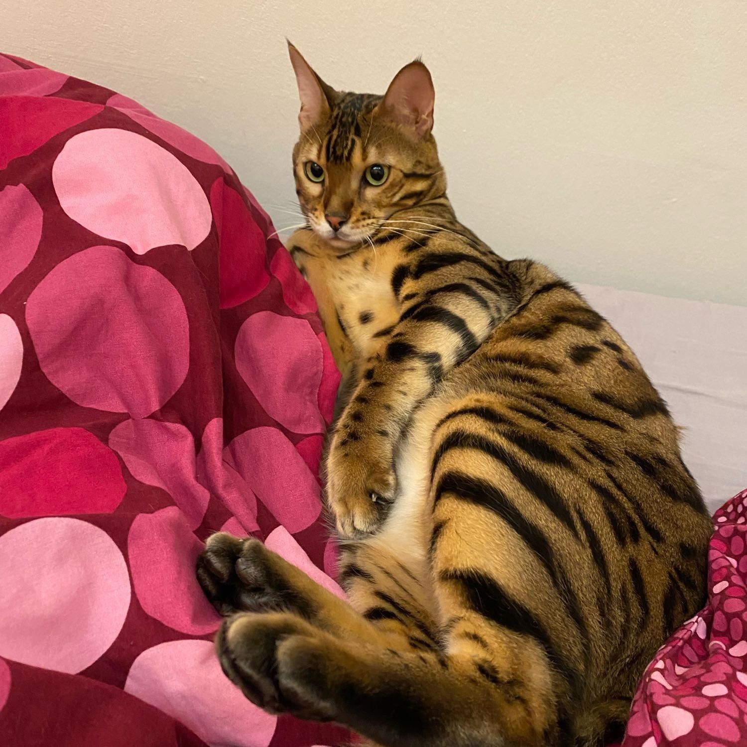 Bagheera