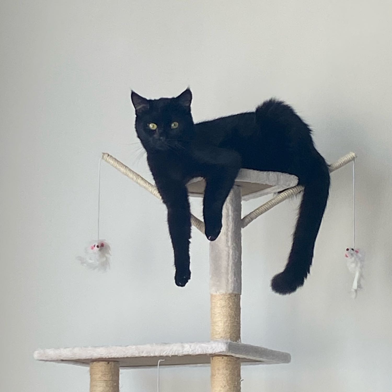 MILO