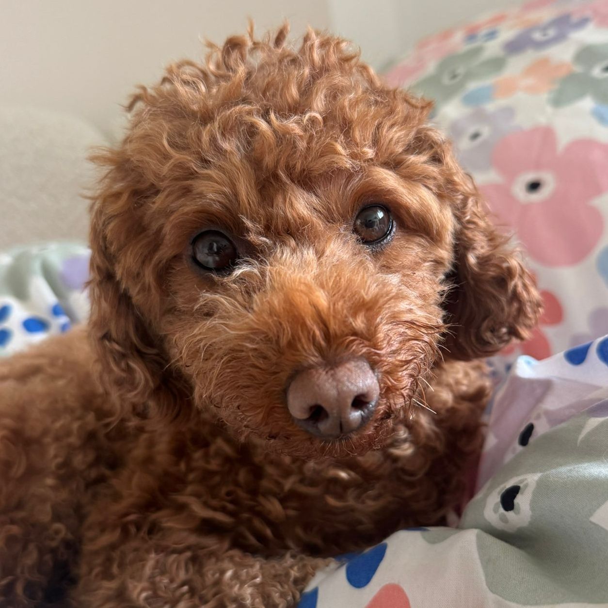 Lotti 