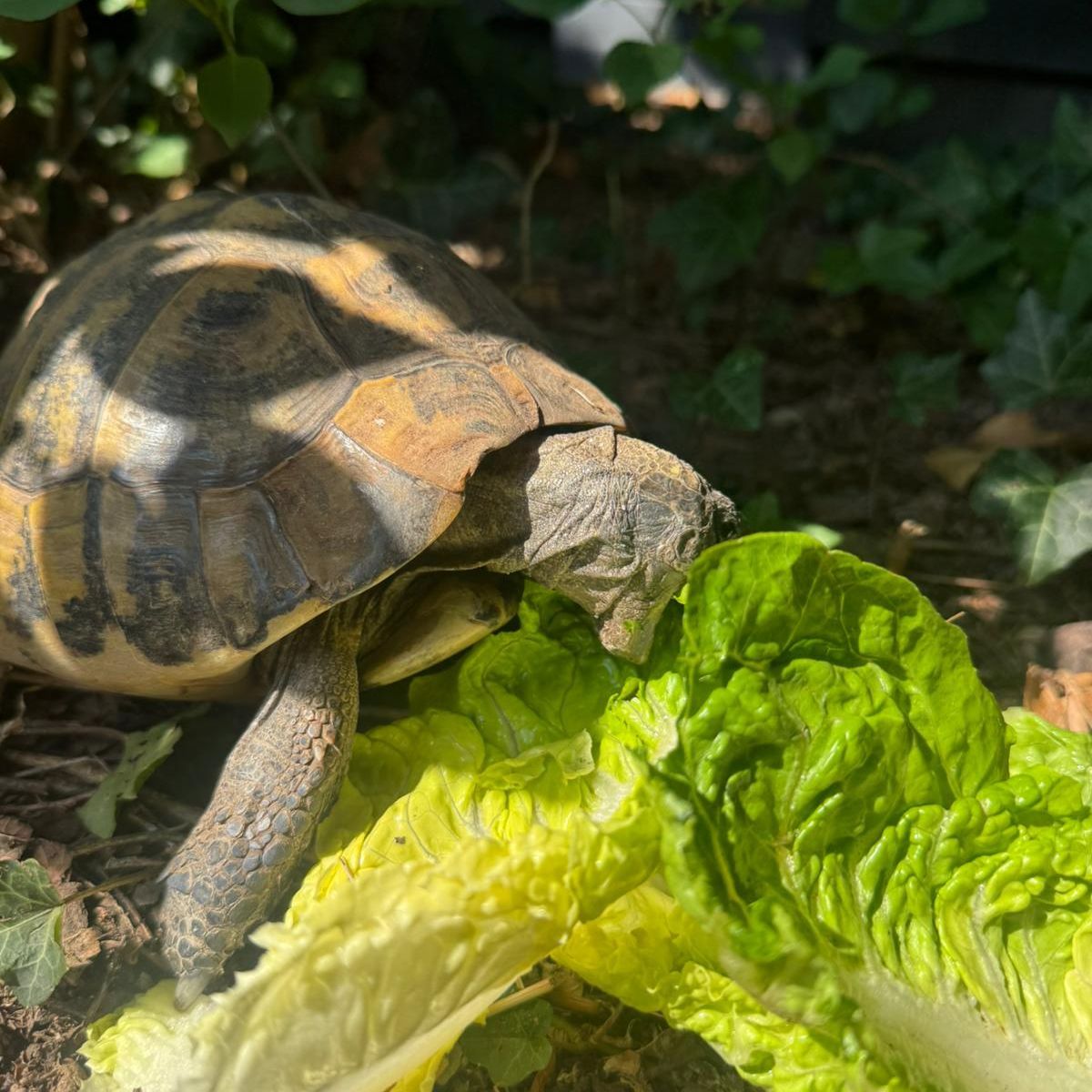 Tito