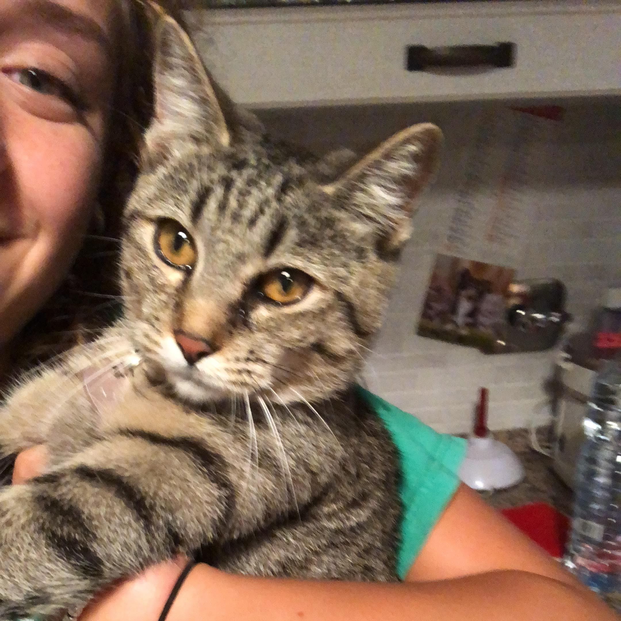 Nala