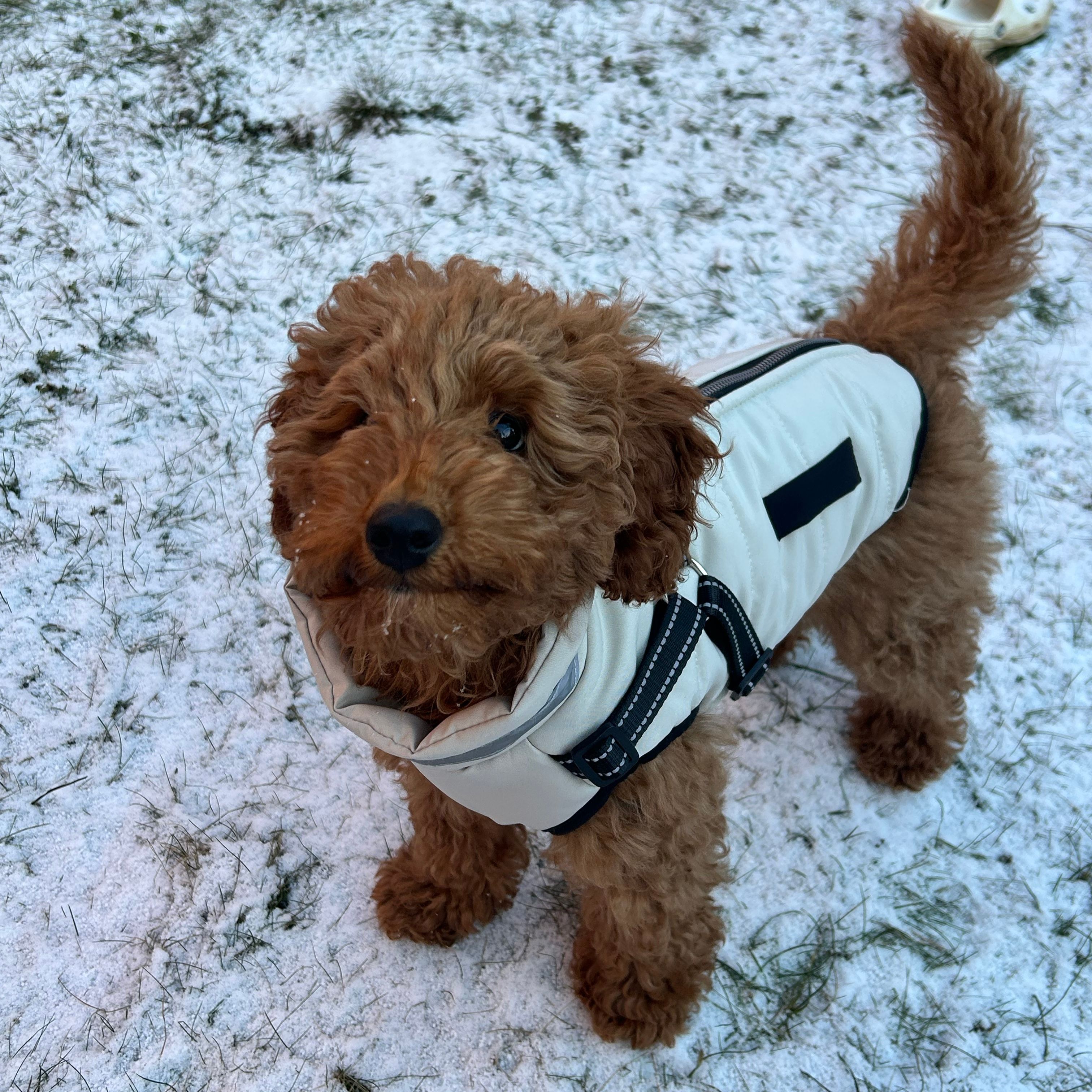 Milo
