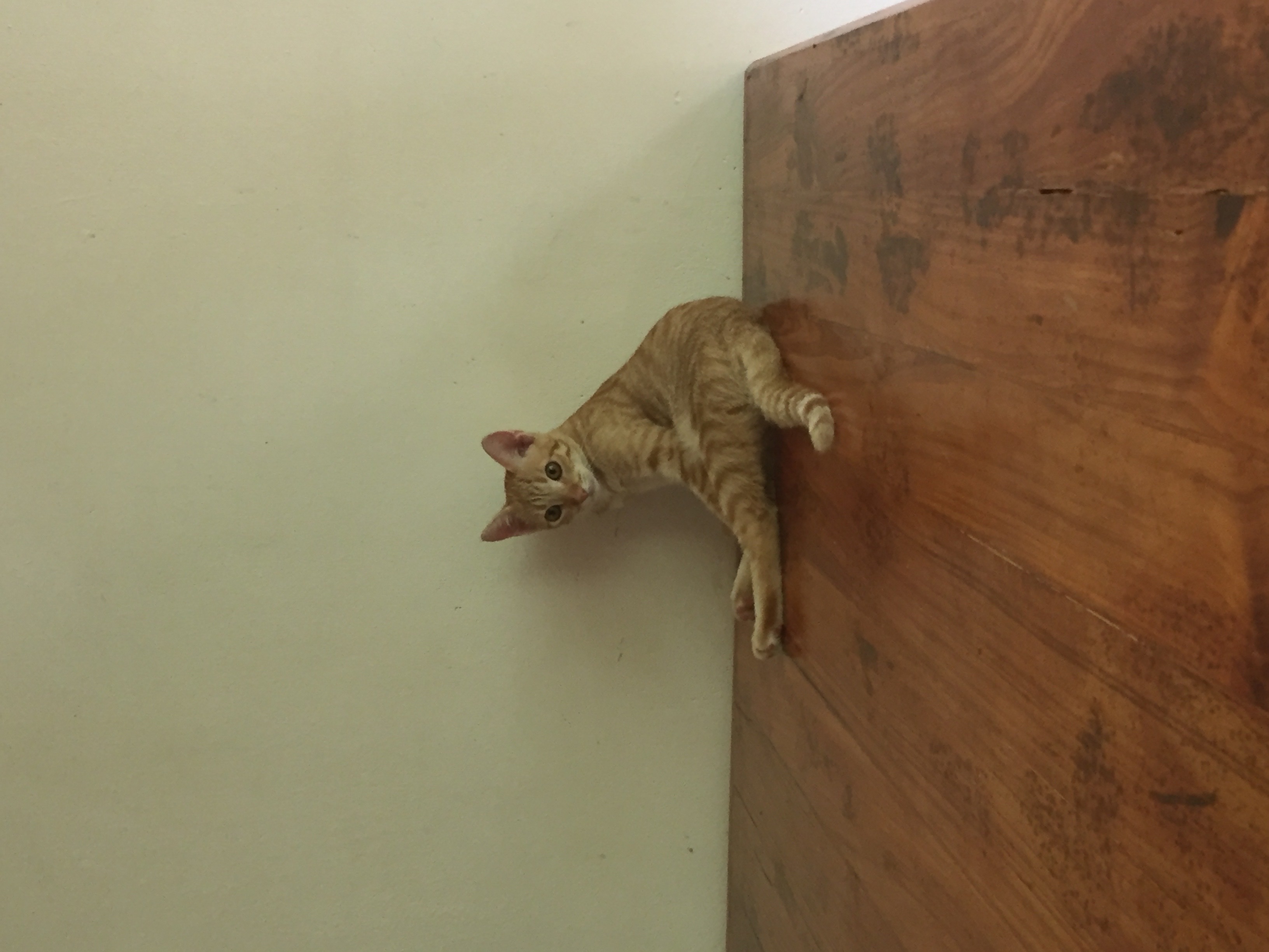 image-7